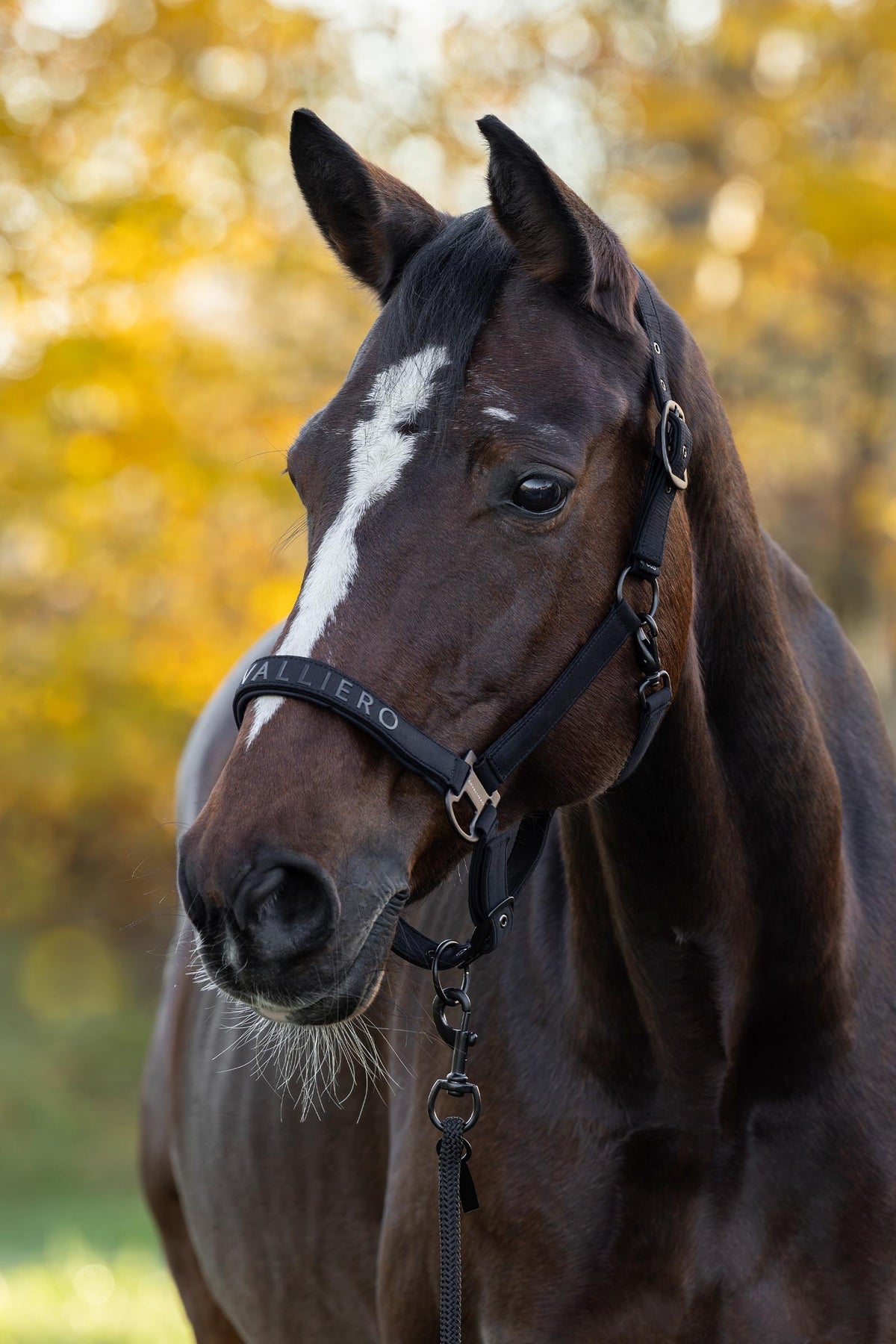 Covalliero FW26 Halter Halters & Leads