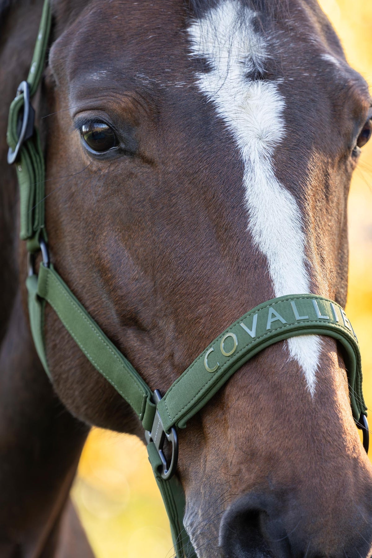 Covalliero FW26 Halter Halters & Leads