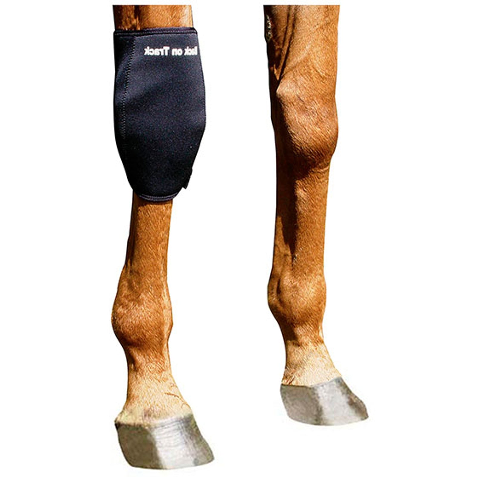 Back on Track Back On Track polvisuoja, oikea Leg Protection & Hoof Protection for Horses