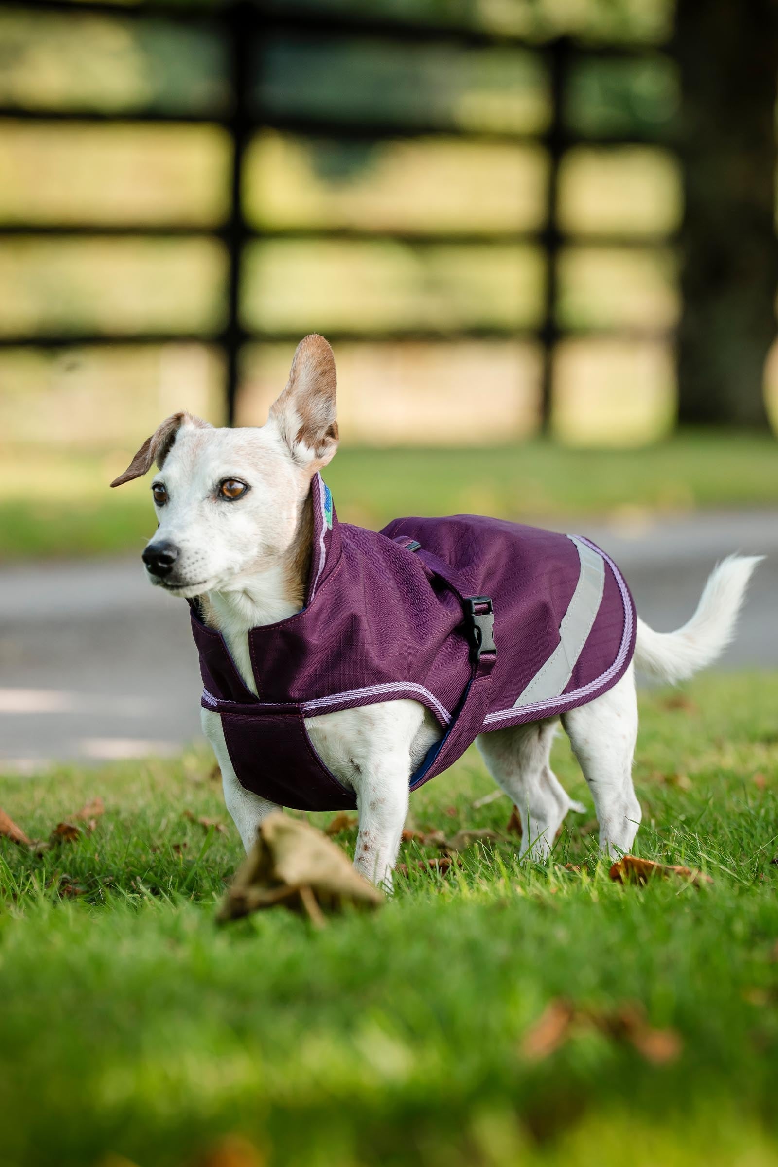 Bucas Freedom Dog Rug, 300g (50-75 cm) Dog Accesories