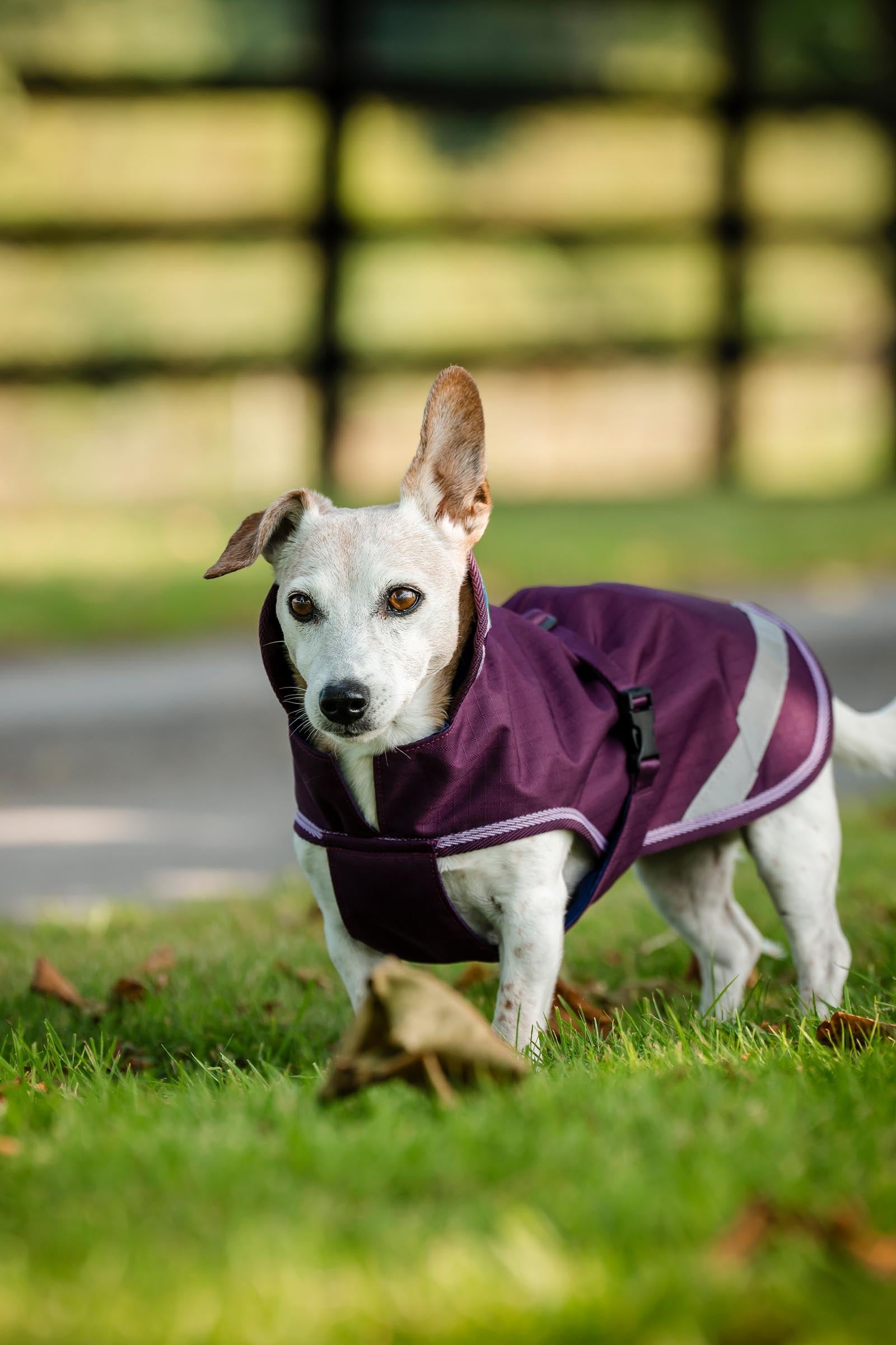 Bucas Freedom Dog Rug, 300g (50-75 cm) Dog Accesories