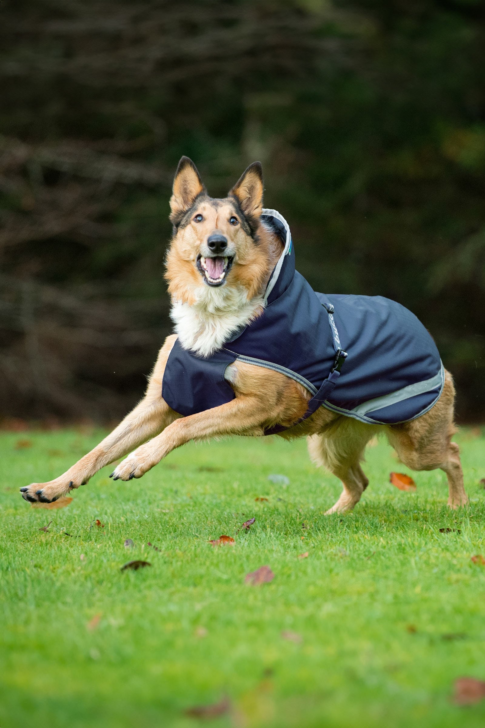 Bucas Freedom Dog Rug, 300g (50-75 cm) Dog Accesories