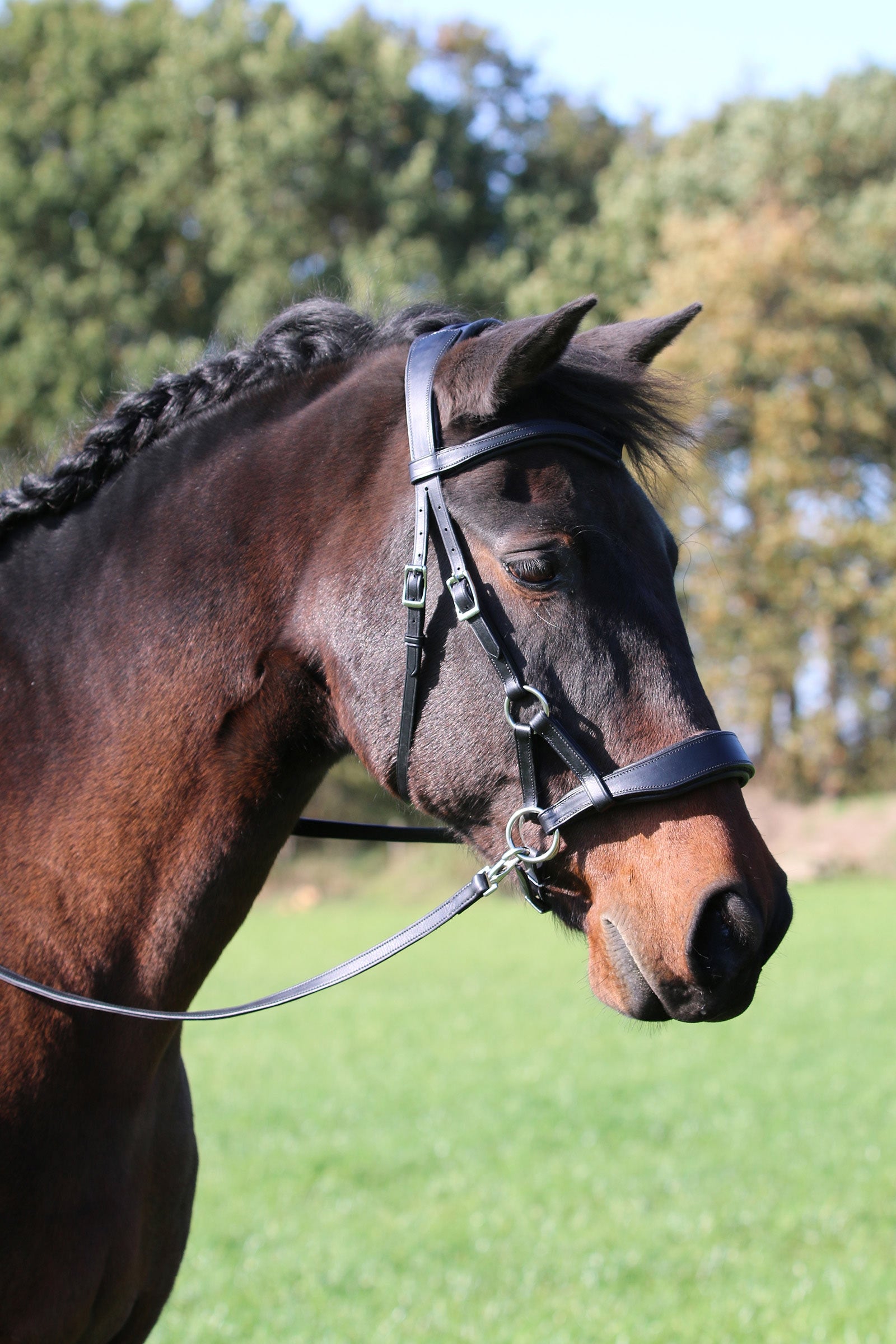 F.R.A. Freedom Riding Articles Aruba Bitless Bridle With Reins (System 3) Bridles & Reins