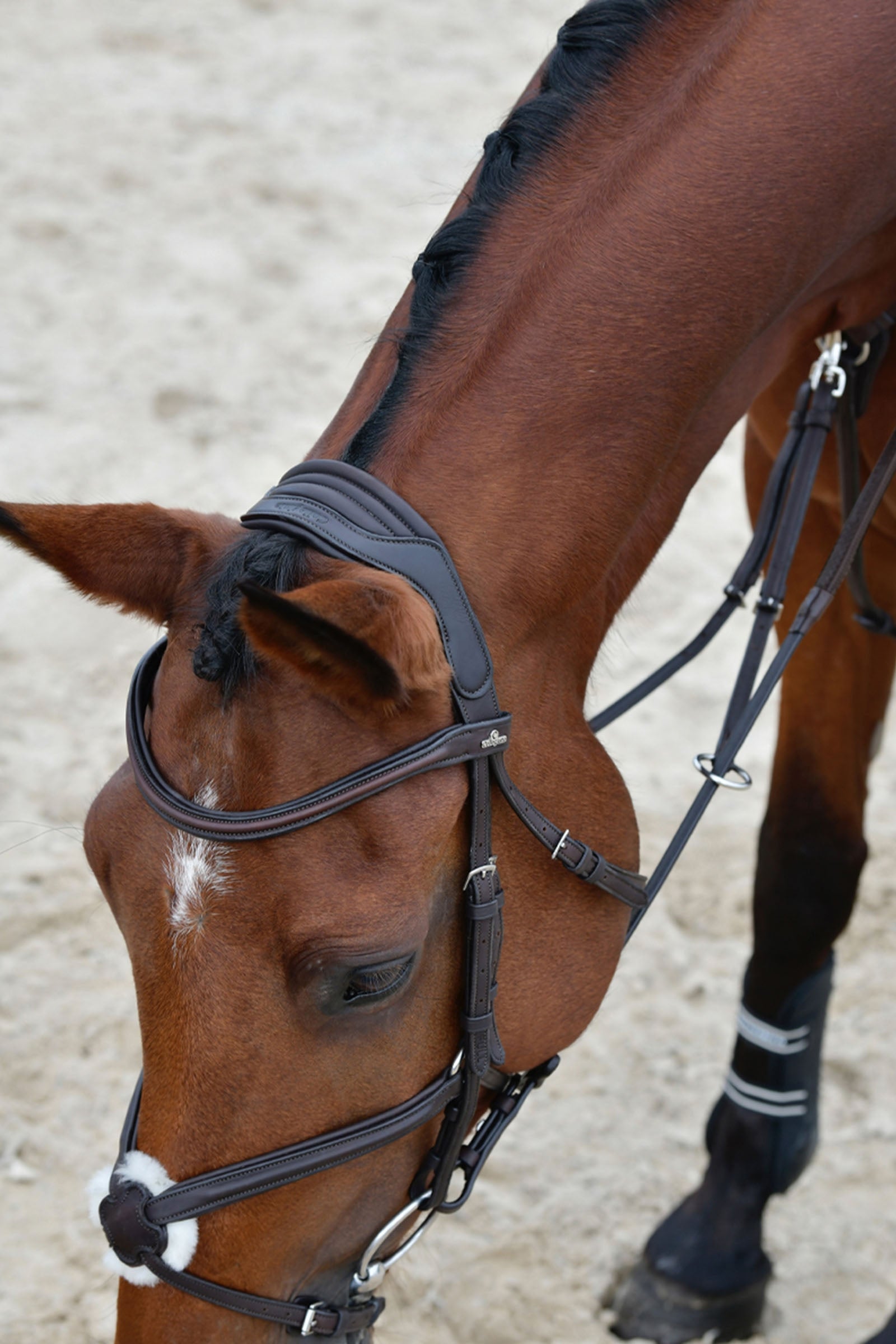 Collegiate Comfitec Opulux Plain Padded Grackle Bridle Bridles & Reins