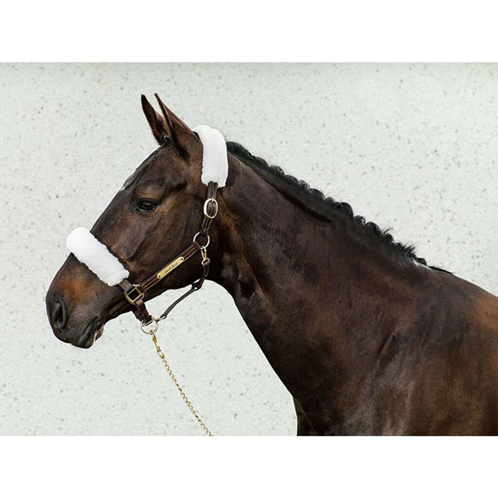 Back on Track riimupehmuste Riimut & riimunnarut