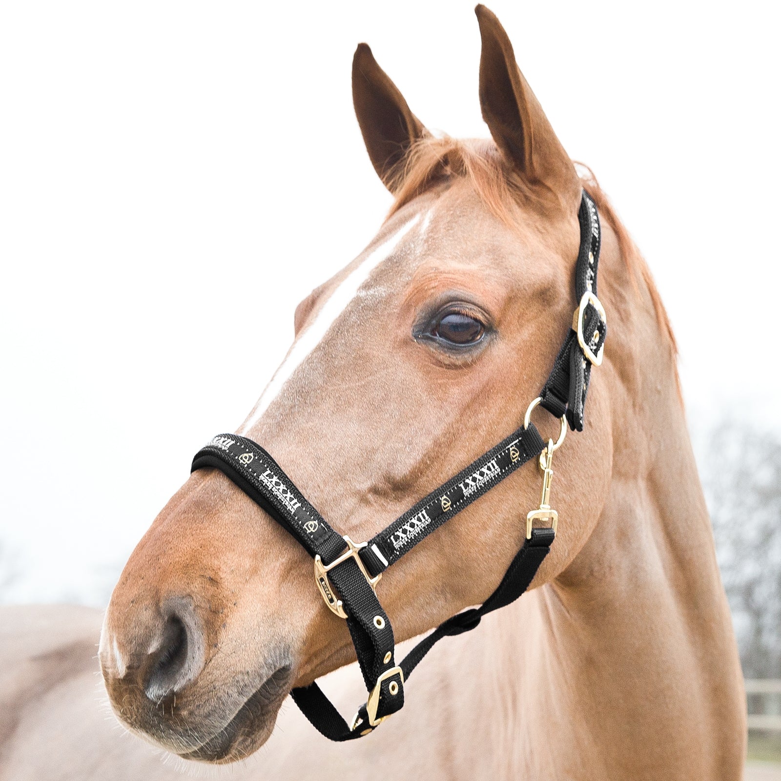 Horze Hamptons Halter Halters & Leads