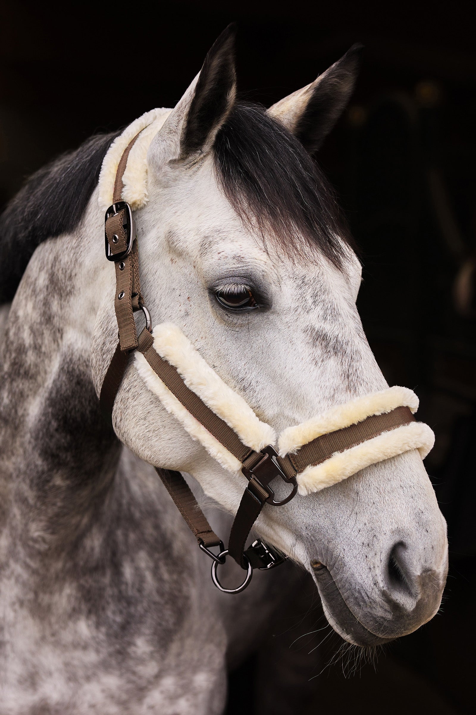 Horze Marquess Halter Halters & Leads