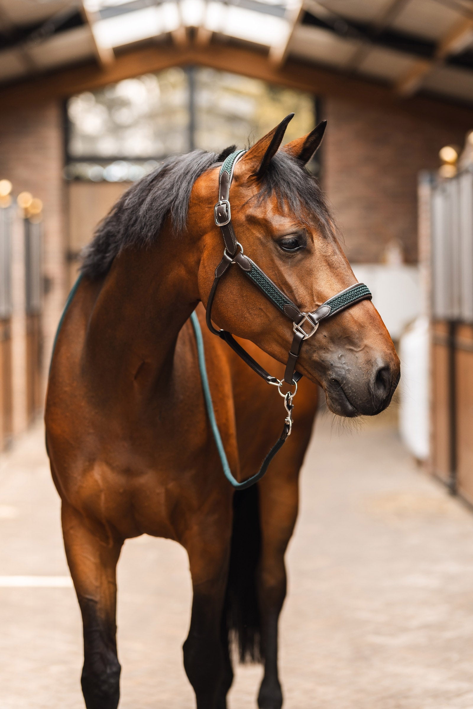 B Vertigo Evolve Leather Halter Halters & Leads