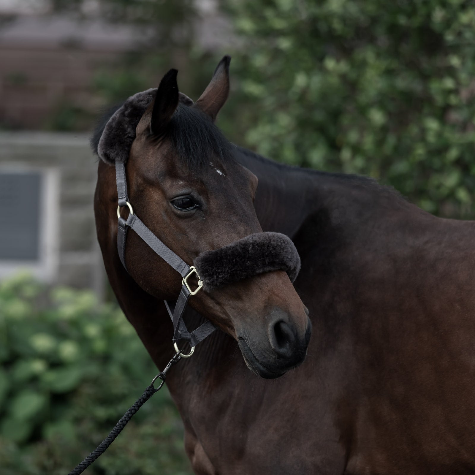 B Vertigo Laurier Halter with Sheepskin Halters & Leads
