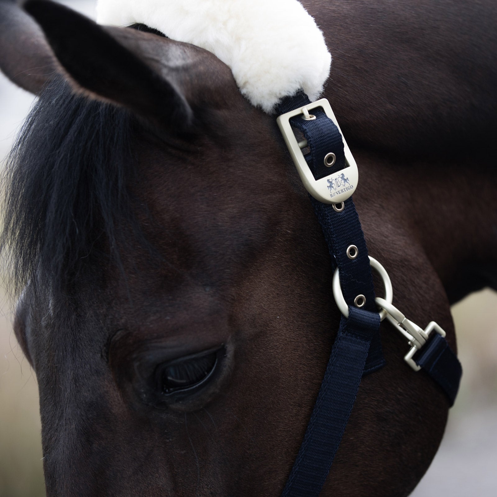 B Vertigo Laurier Halter with Sheepskin Halters & Leads