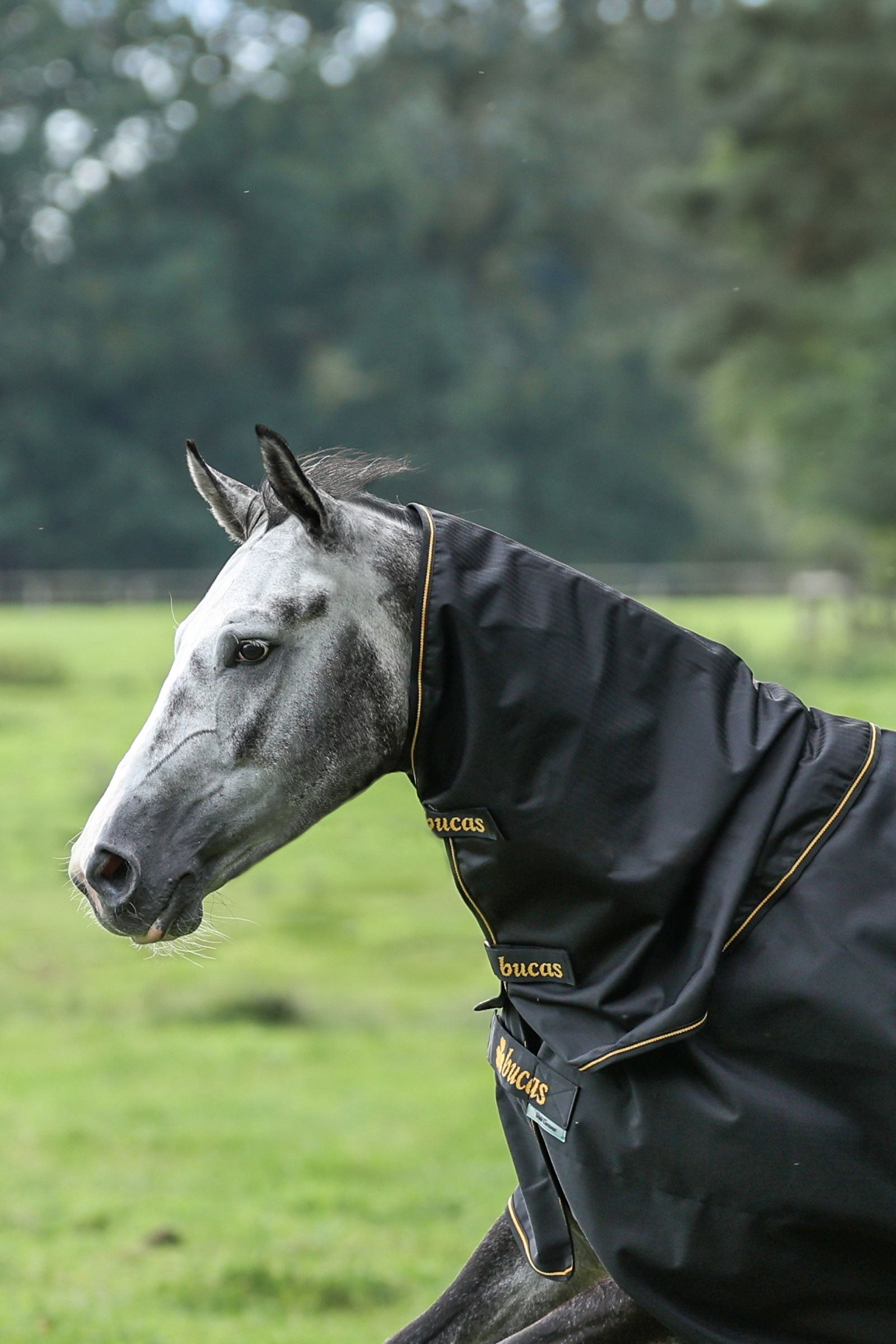 Bucas Irish Turnout kaulakappale, 0g Loimet