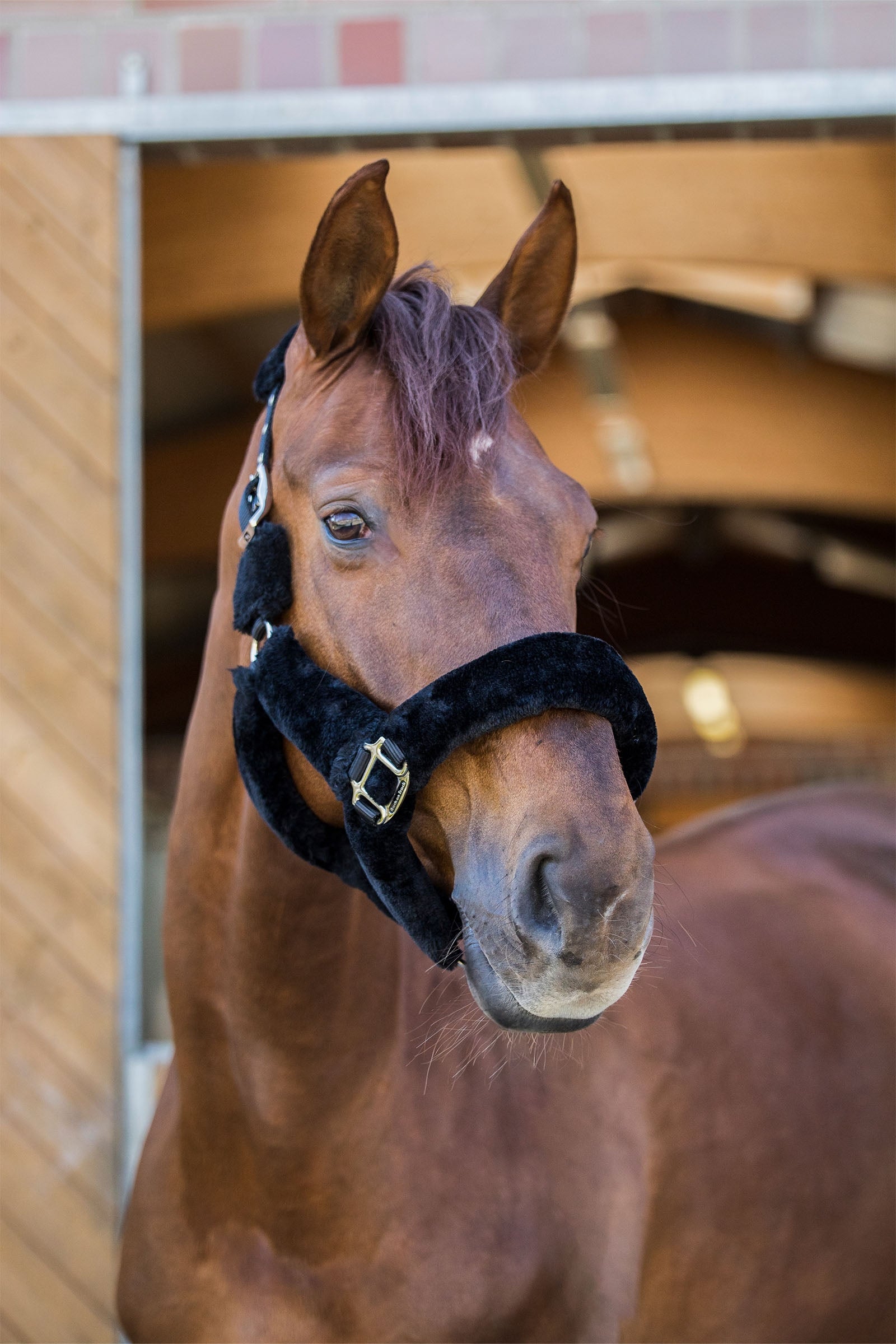 Back on Track Audrey Halter Halters & Leads