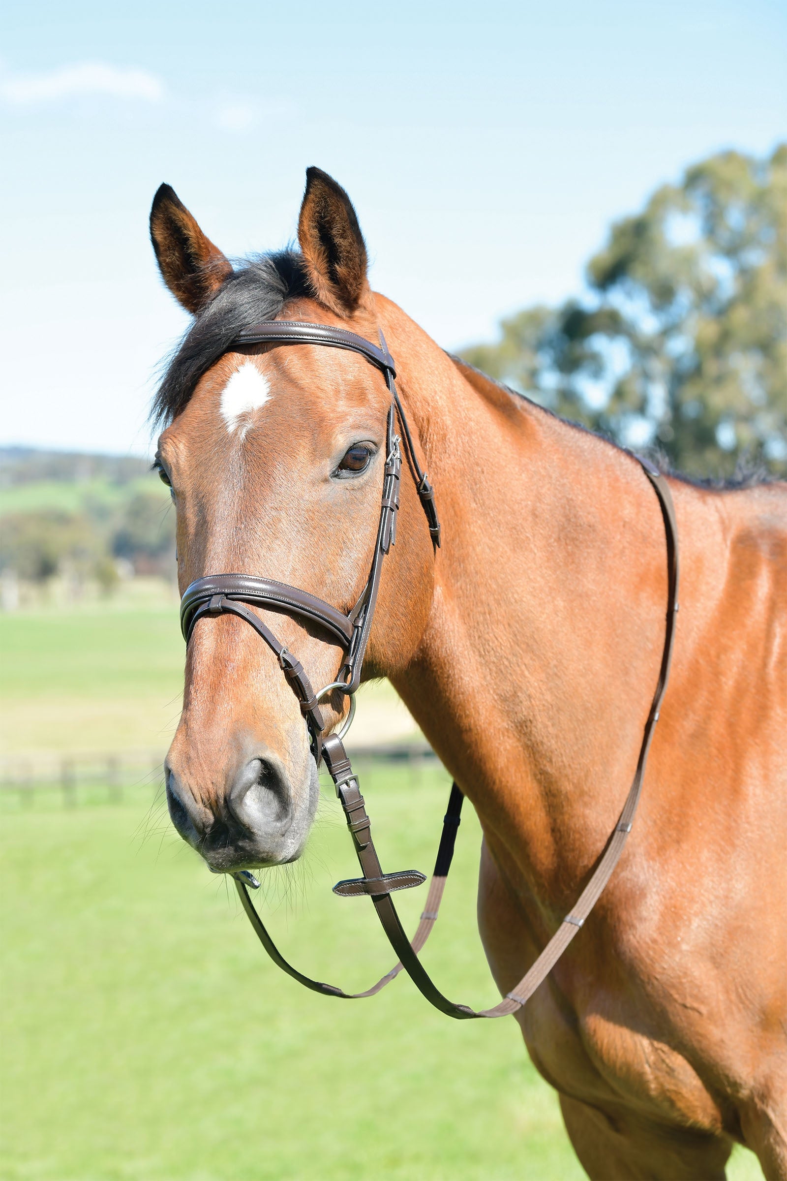 Kincade Classic Plain Raised Flash Bridle With Reins Bridles & Reins