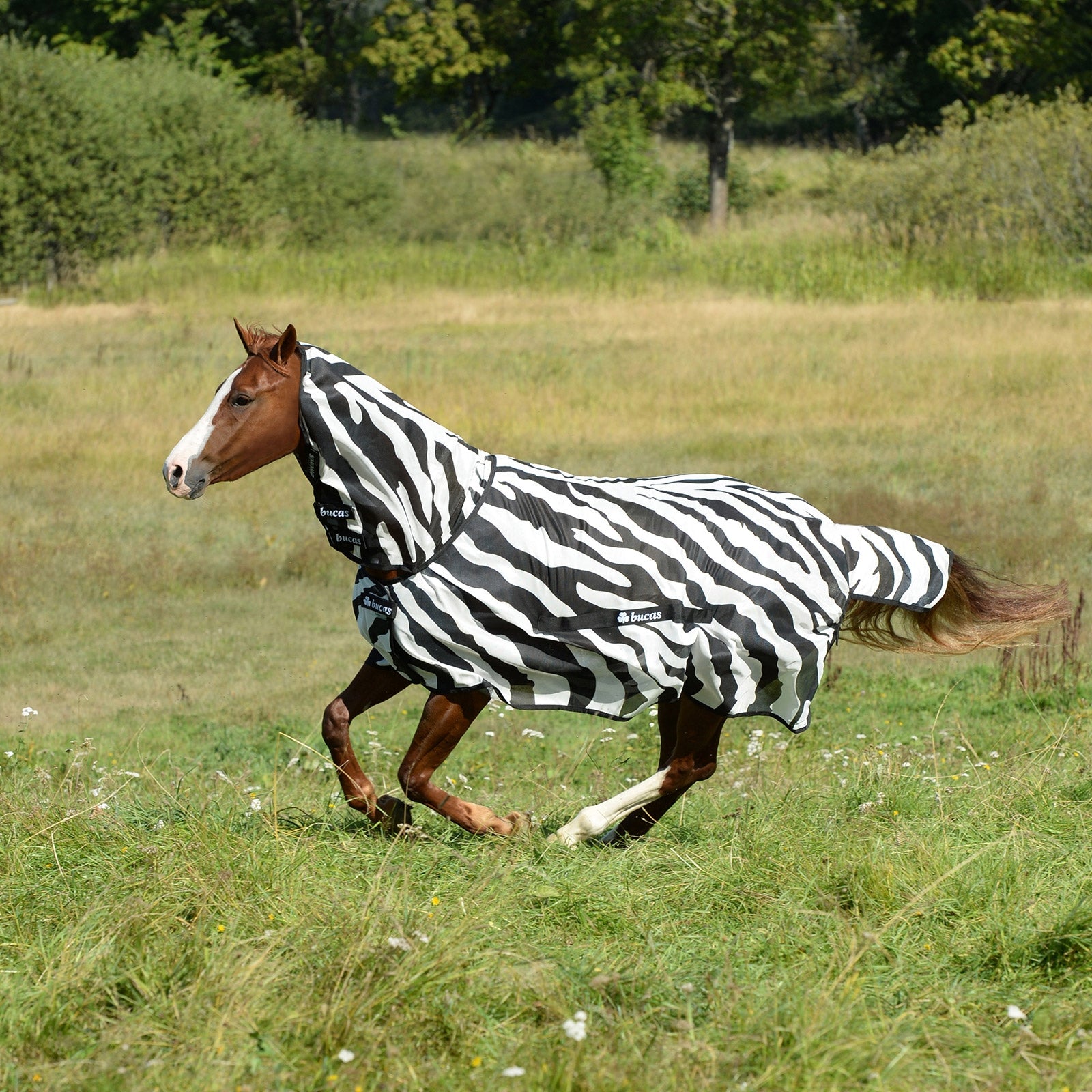 Bucas Buzz-Off Zebra poniloimi Loimet