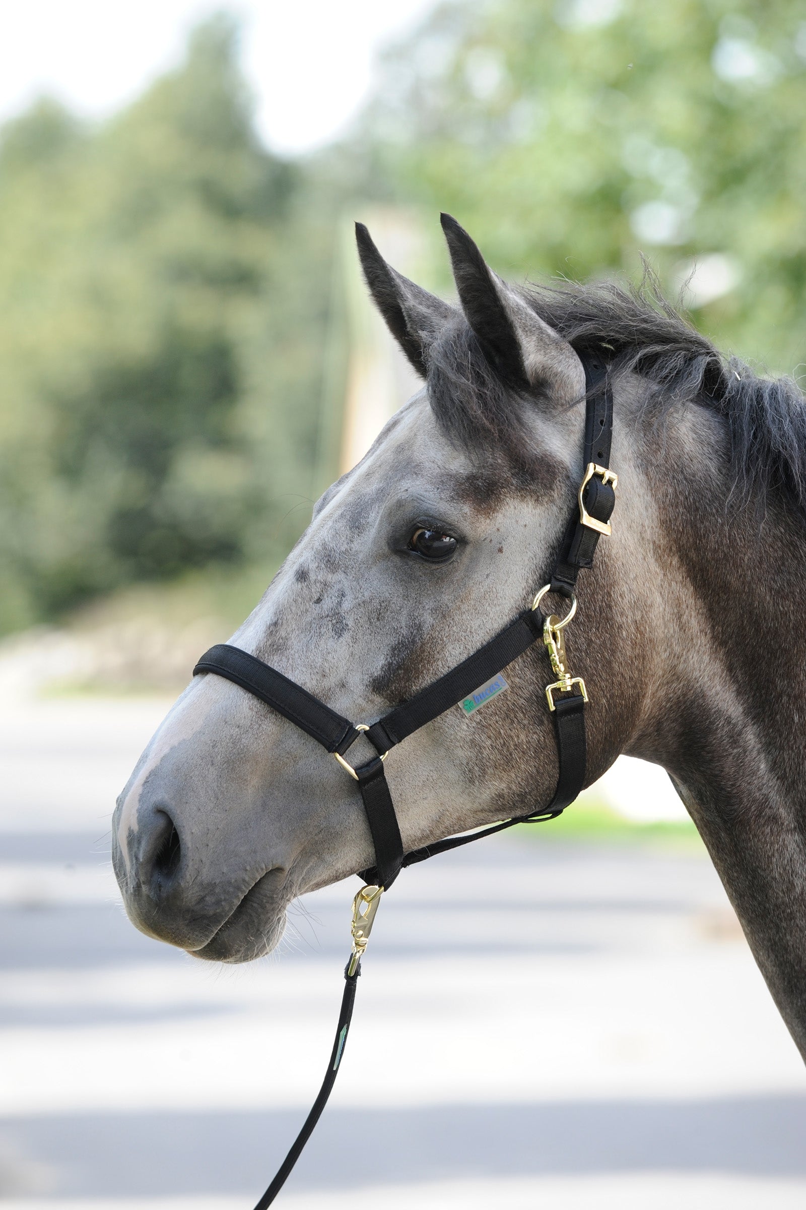 Bucas Dublin Luxury pehmustettu riimu Riimut & riimunnarut