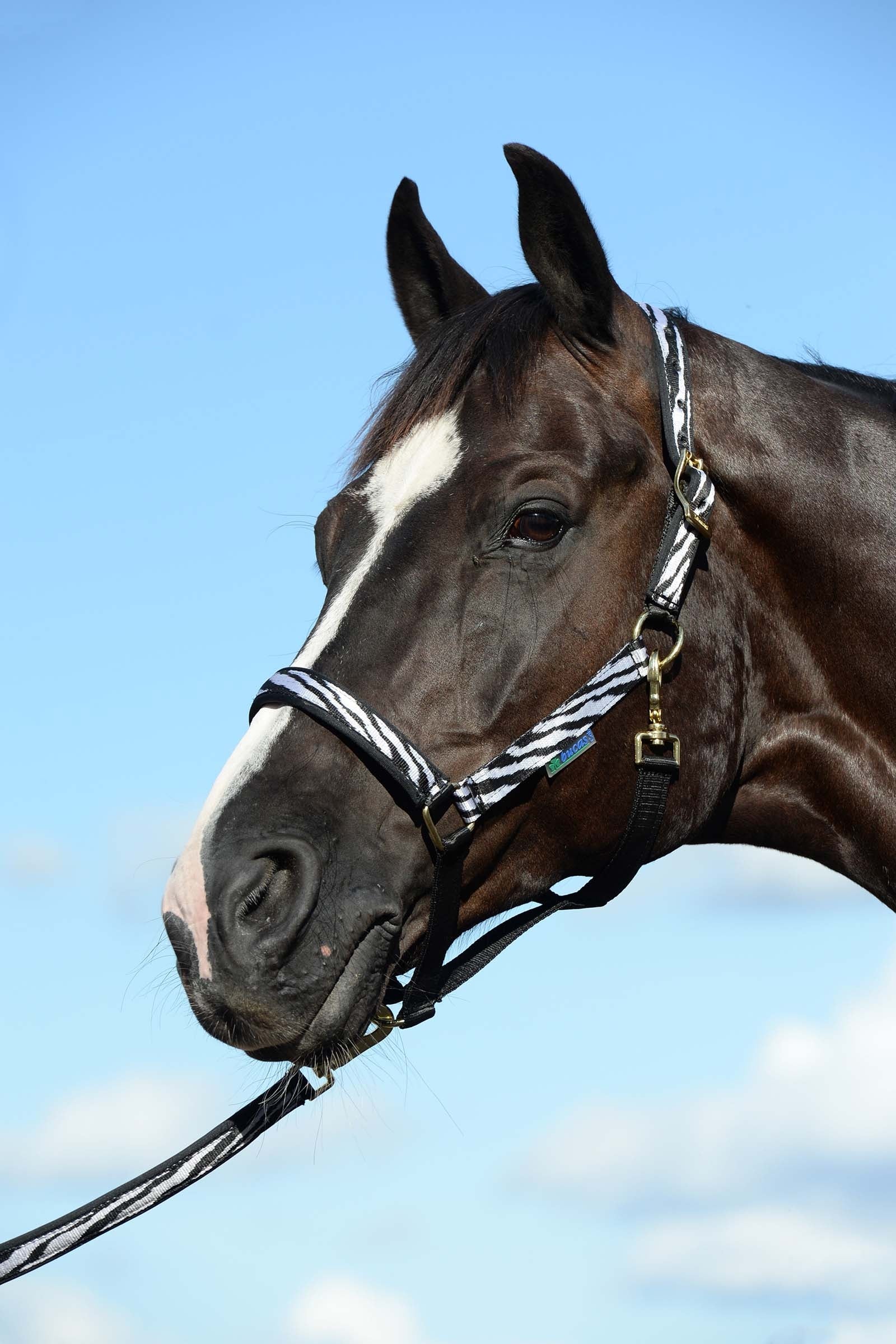 Bucas Dublin Luxury pehmustettu riimu Riimut & riimunnarut