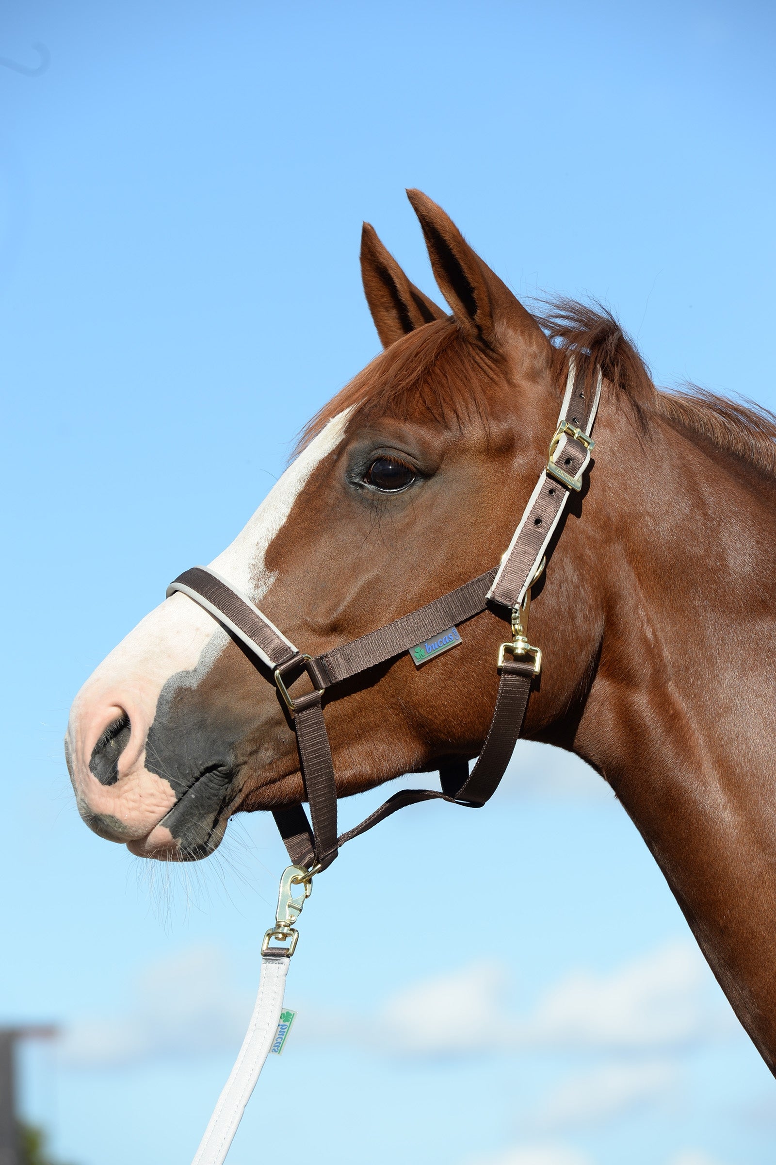 Bucas Dublin Luxury pehmustettu riimu Riimut & riimunnarut