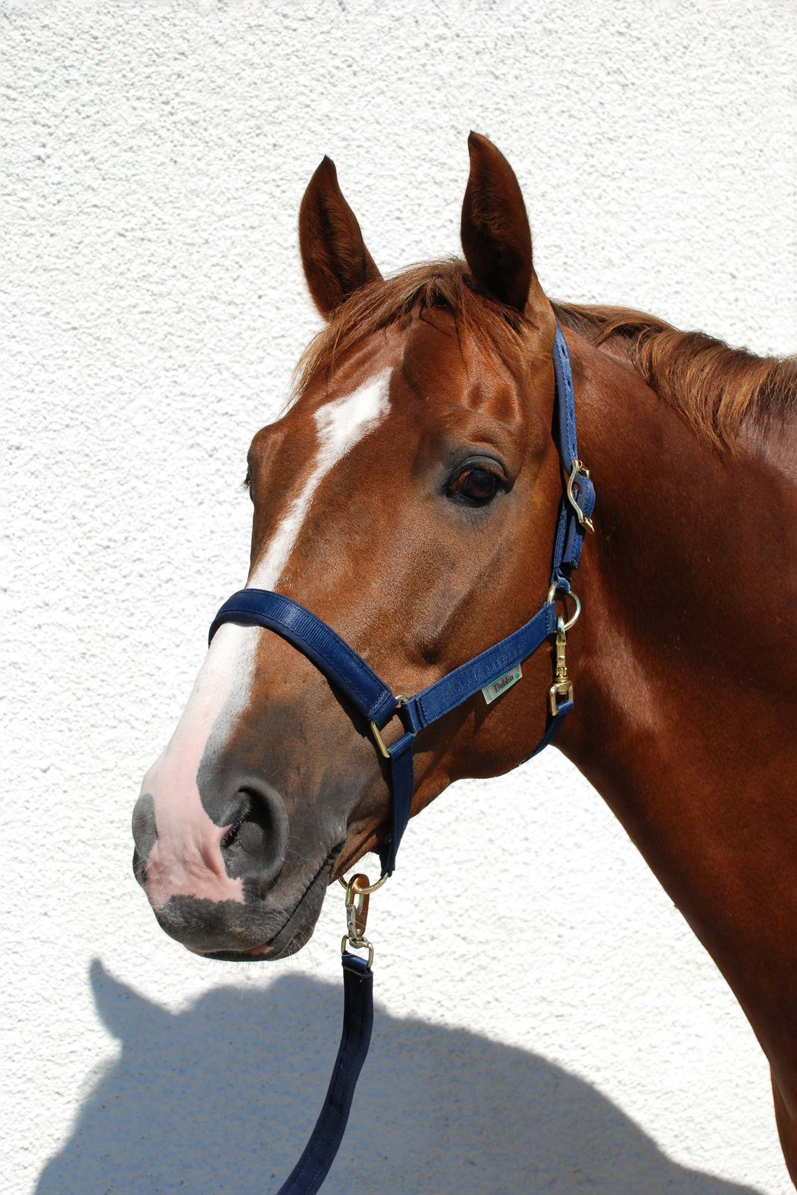 Bucas Dublin Luxury pehmustettu riimu Riimut & riimunnarut