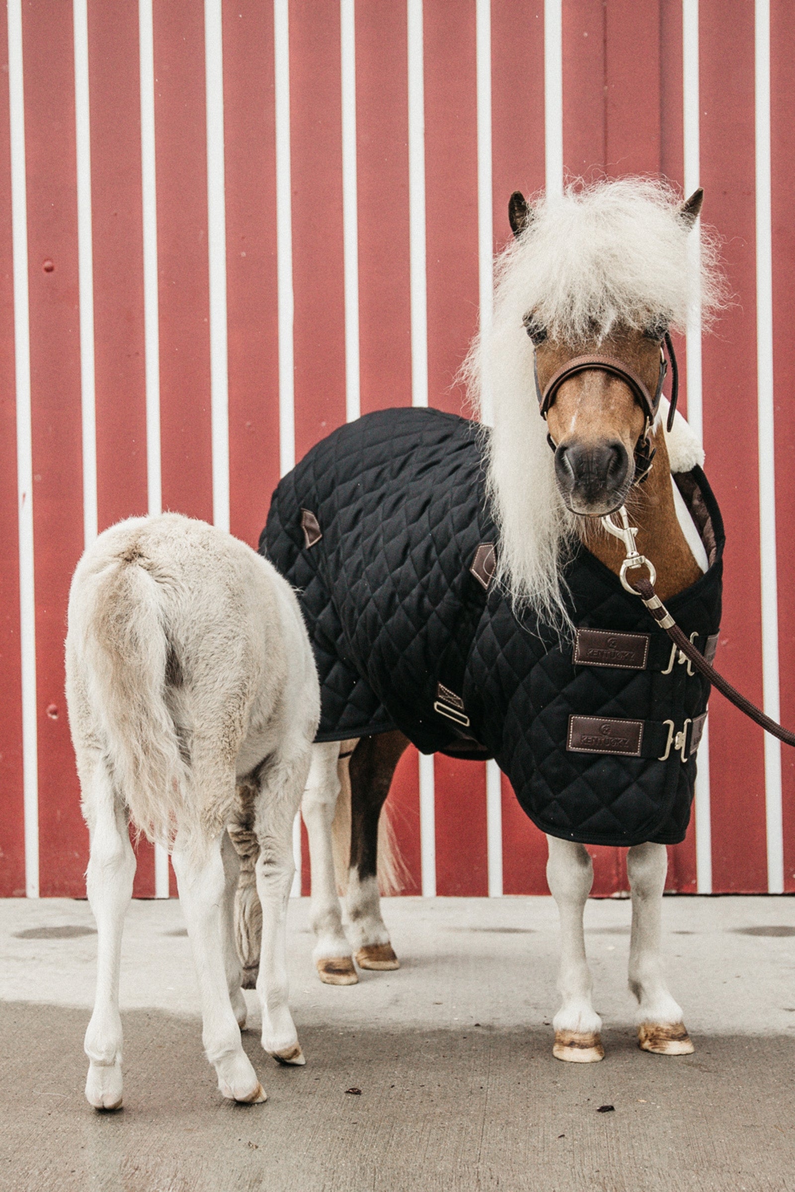 Kentucky Horsewear Stable Rug, 400g Horse Rugs