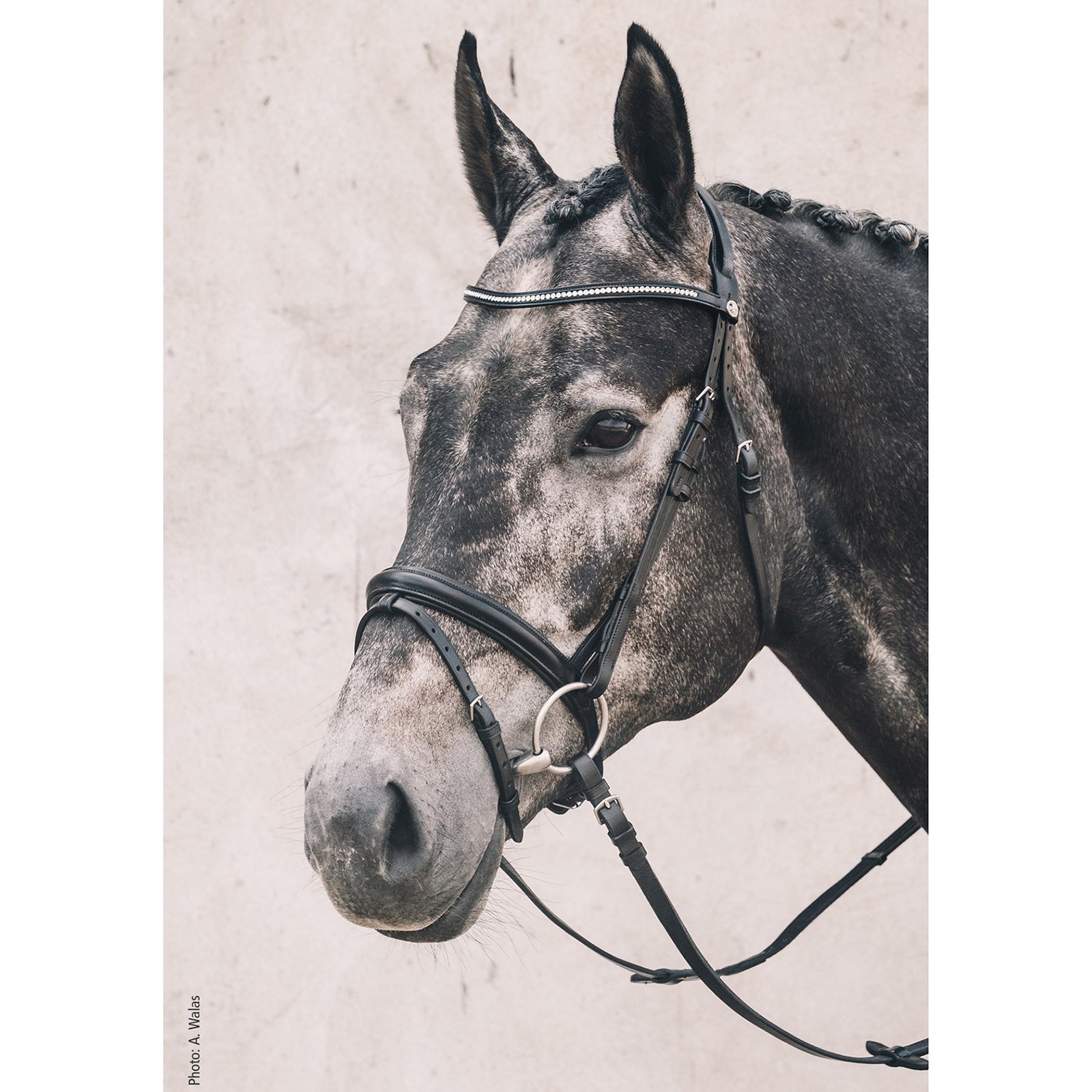 Schockemöhle Sports Oslo Bridle Bridles & Reins