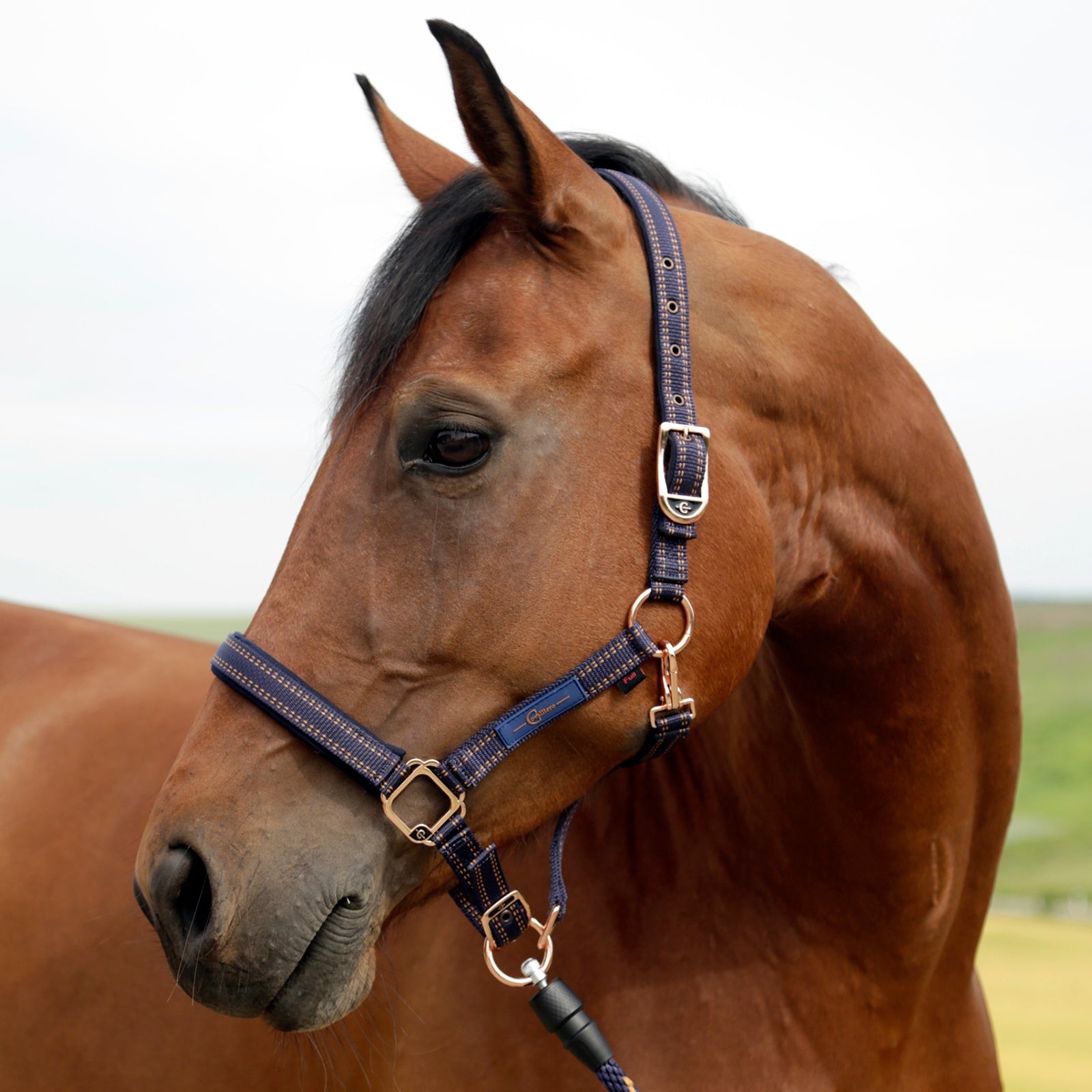 GoLeyGO GoLeyGo Halter Halters & Leads