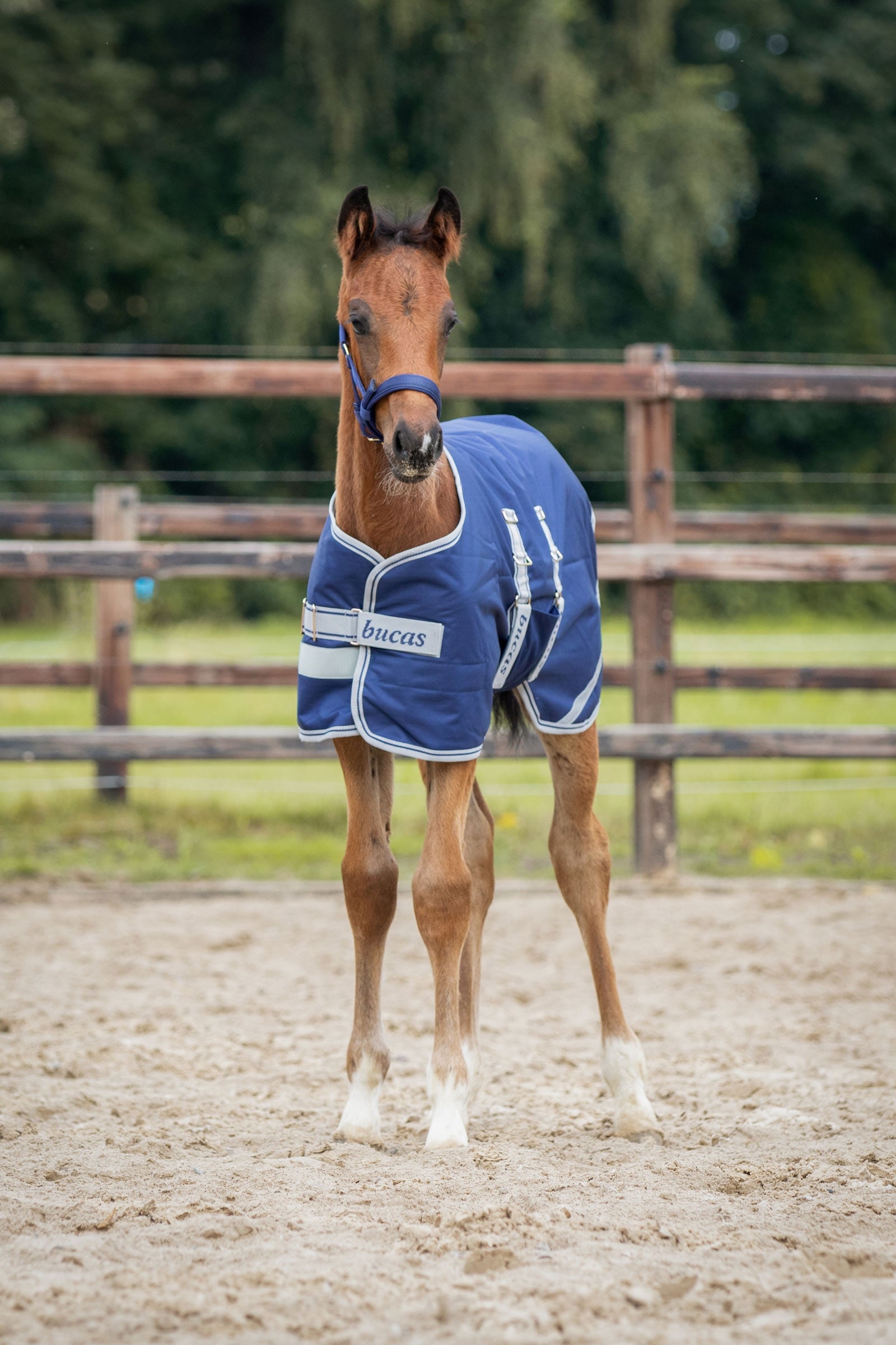Bucas Foal Turnout Rug, 50g Horse Rugs