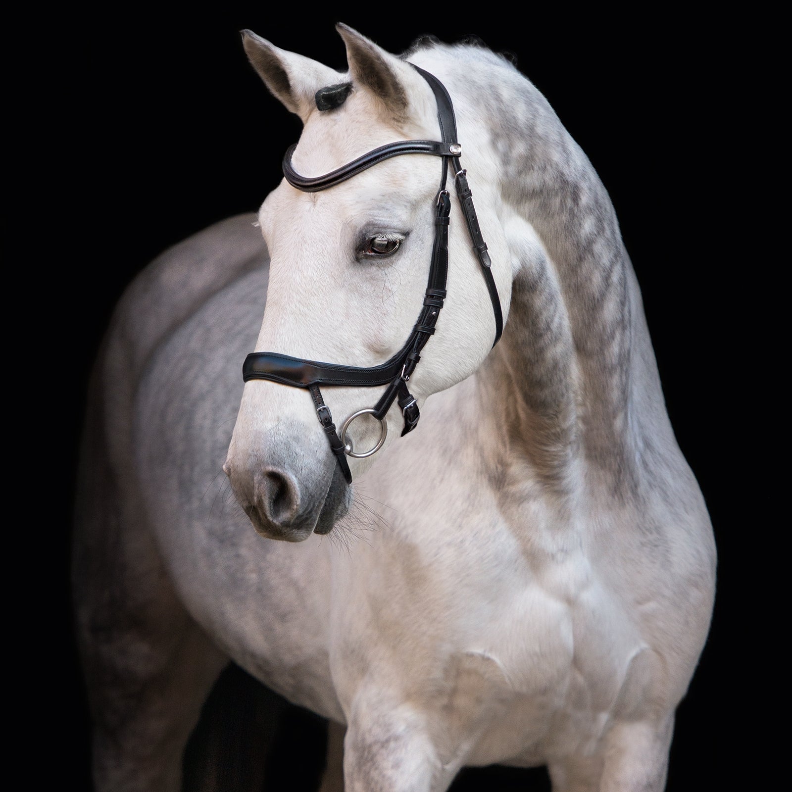 Schockemöhle Sports Equitus Alpha Bridle Bridles & Reins