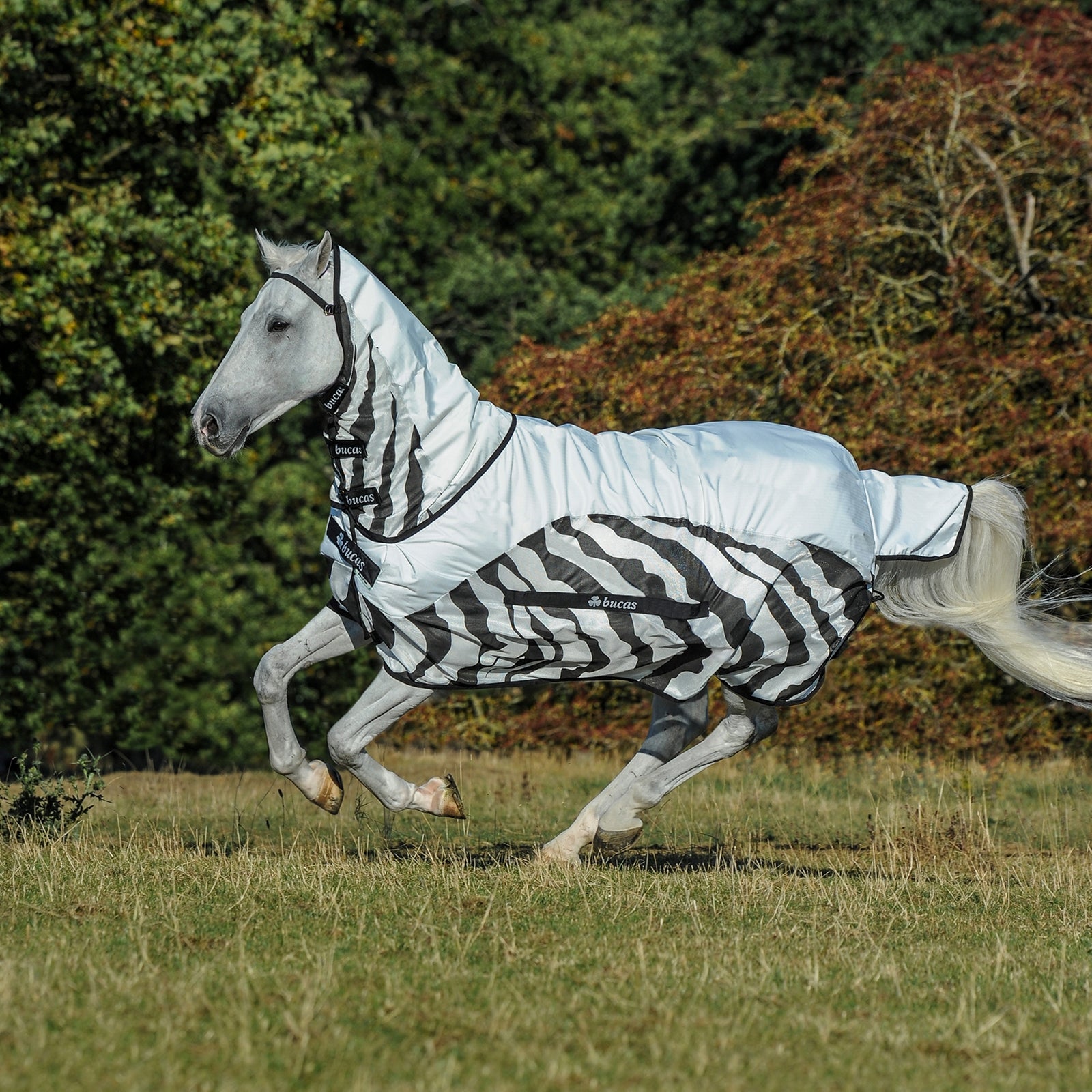 Bucas Buzz-Off Zebra -sadeloimi kaulakappaleella Loimet