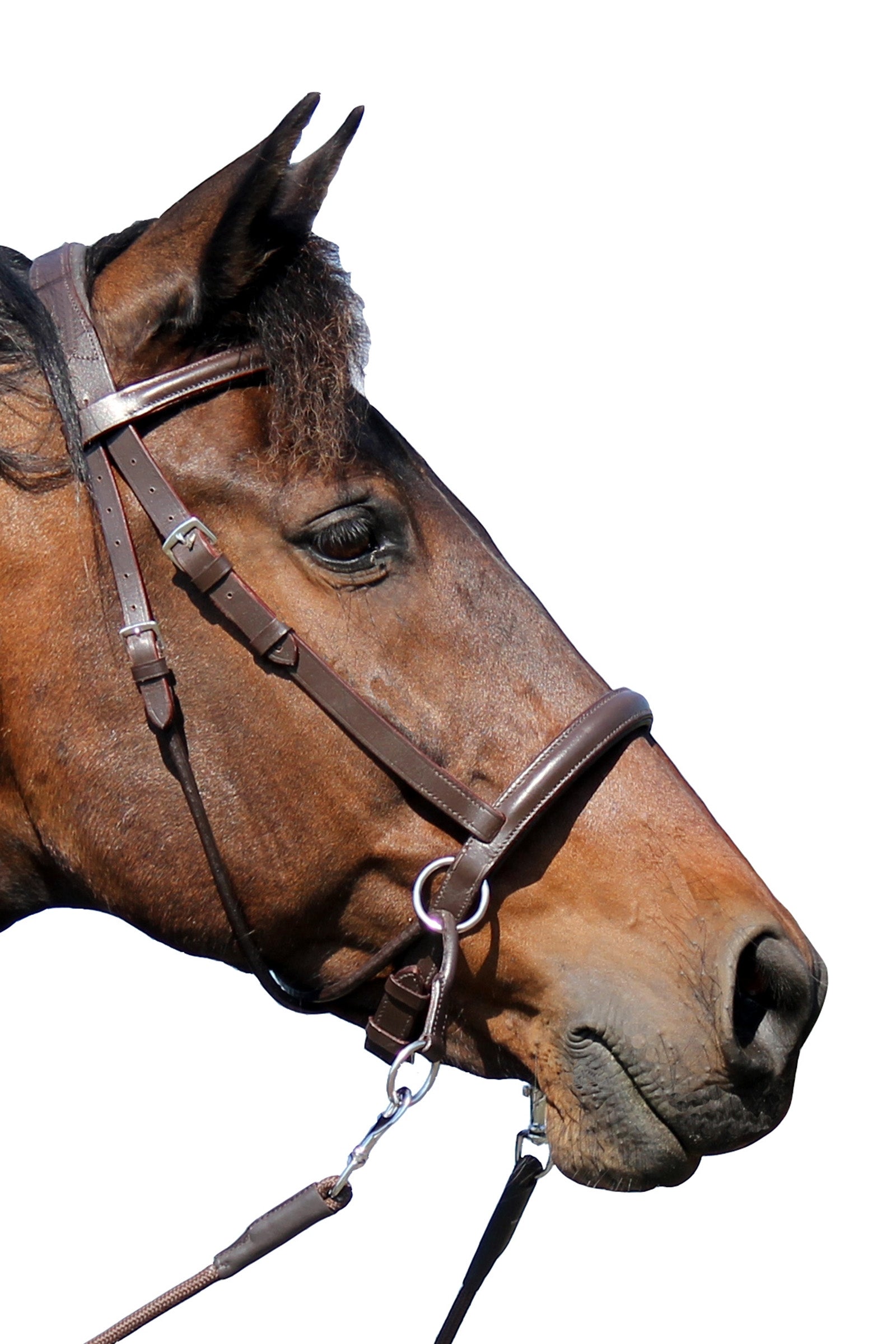 F.R.A. Freedom Riding Articles El Camin Bitless Bridle (System 5) w/ soft Reins Bridles & Reins