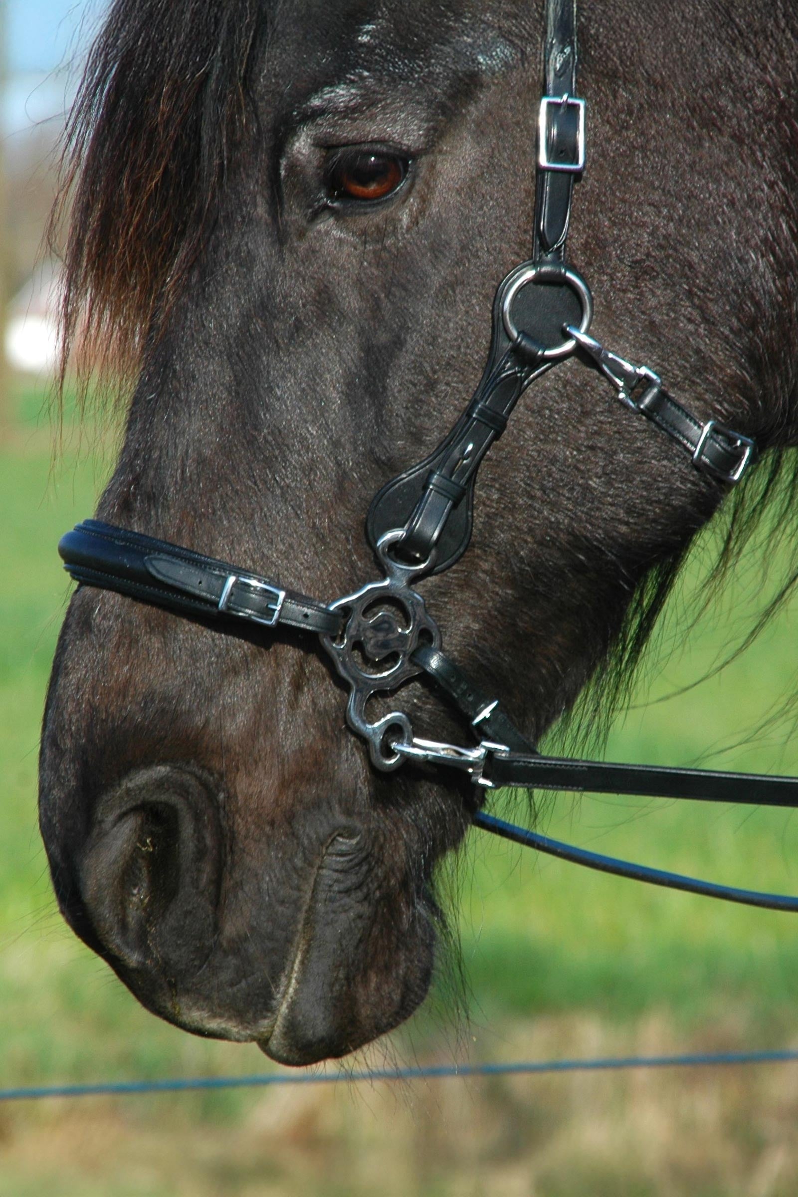 F.R.A. Freedom Riding Articles Calli Hackamore Bridle With Reins (System 2) Bridles & Reins
