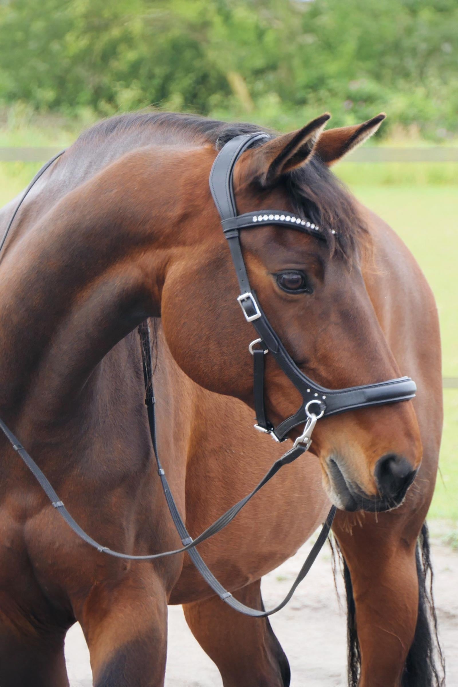 F.R.A. Freedom Riding Articles Rebecca Sidepull With Reins (System 3) Bridles & Reins