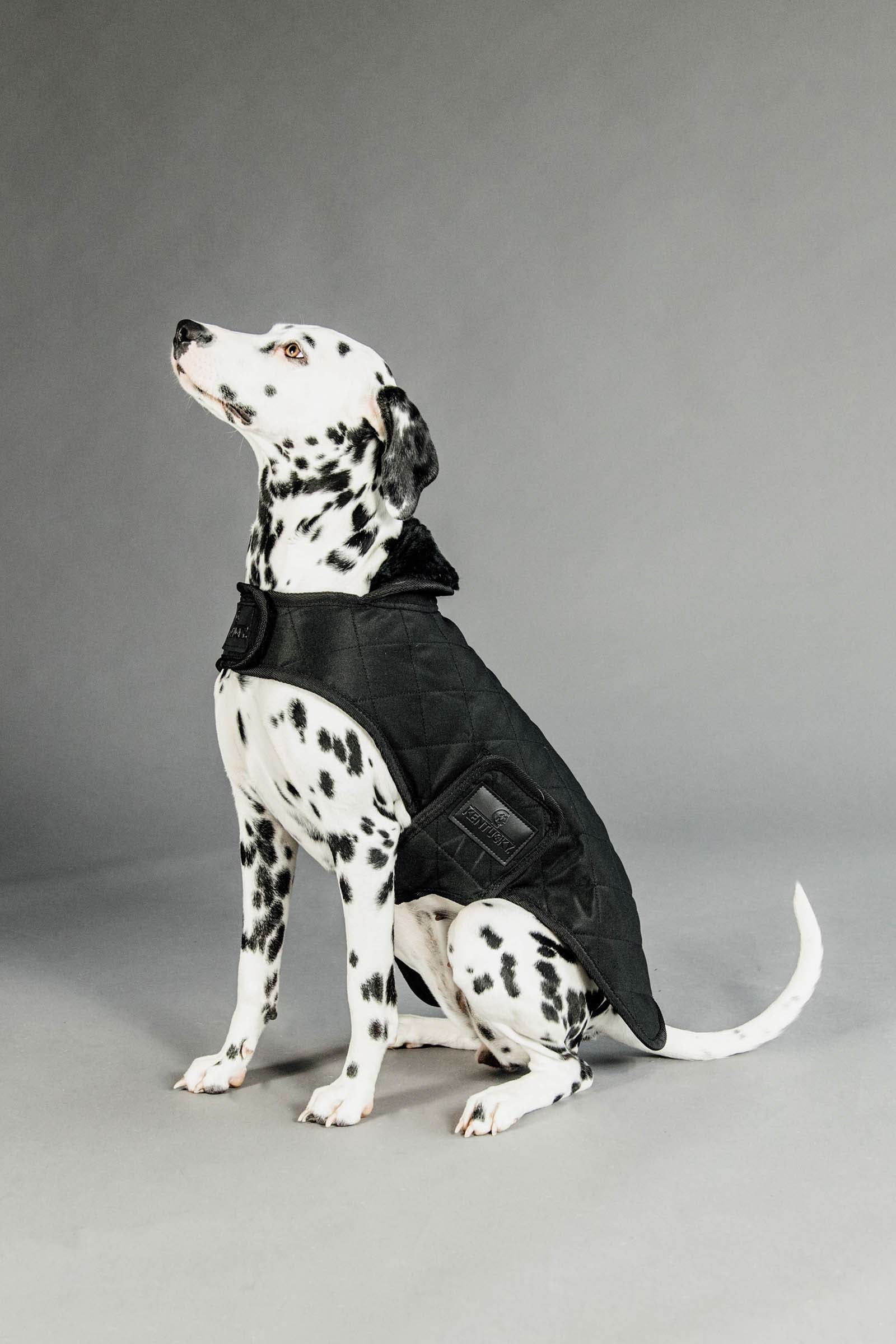 Kentucky Dogwear koiran takki Koiratarvikkeet