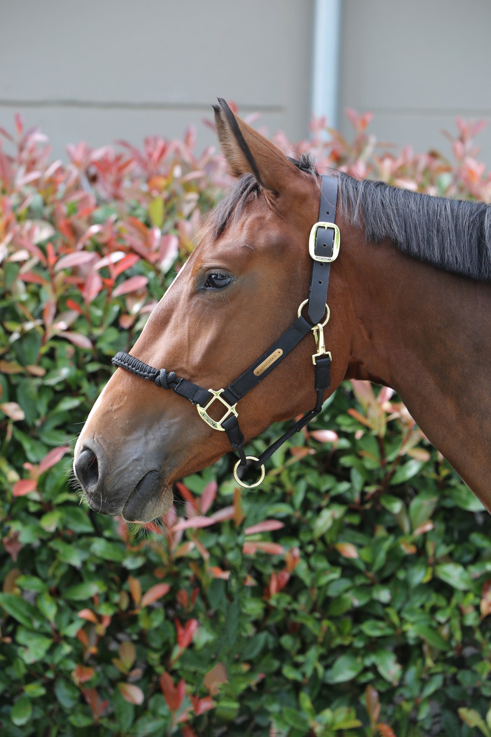 Kentucky Horsewear Control Halter Halters & Leads