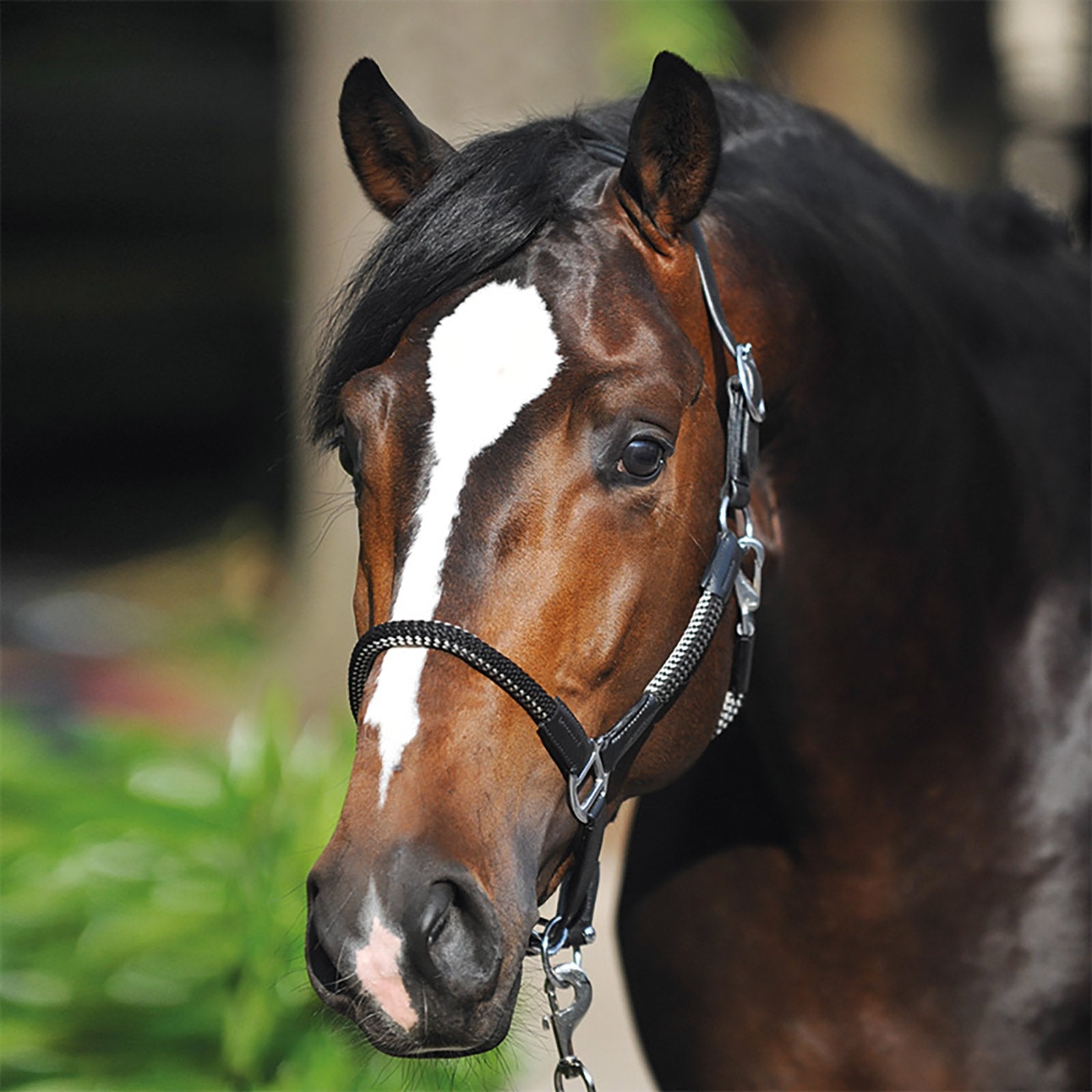 Kavalkade Rope halter set Cavo Halters & Leads