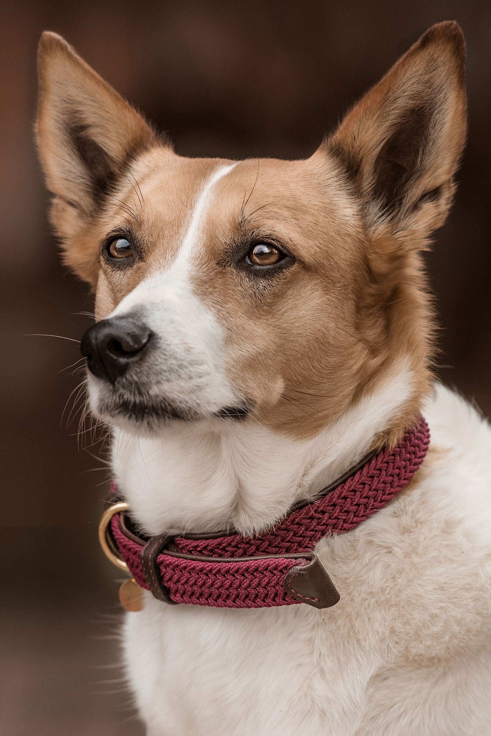 Kentucky Dogwear punottu koiran kaulapanta, nailonia Koiratarvikkeet