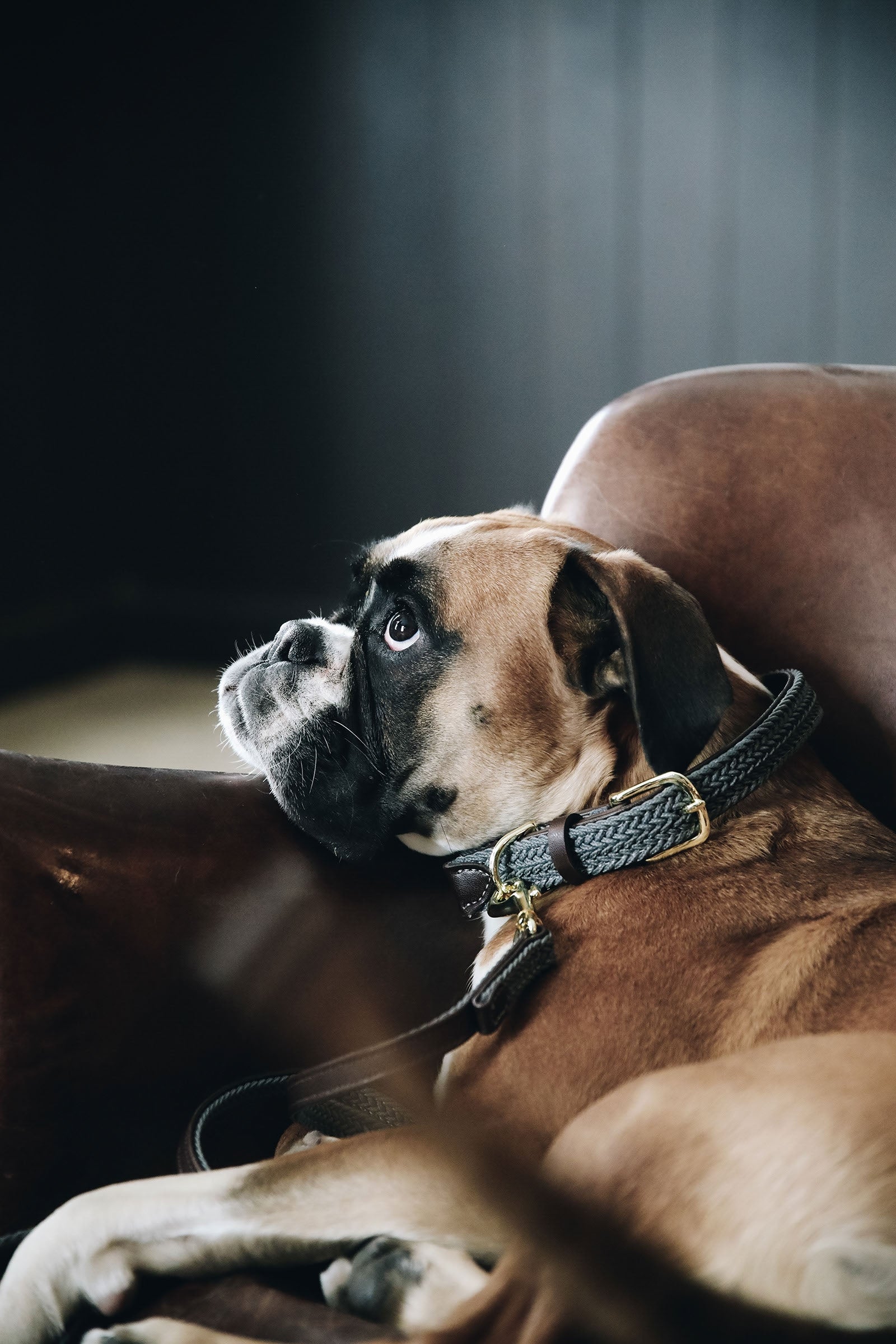 Kentucky Dogwear punottu koiran kaulapanta, nailonia Koiratarvikkeet