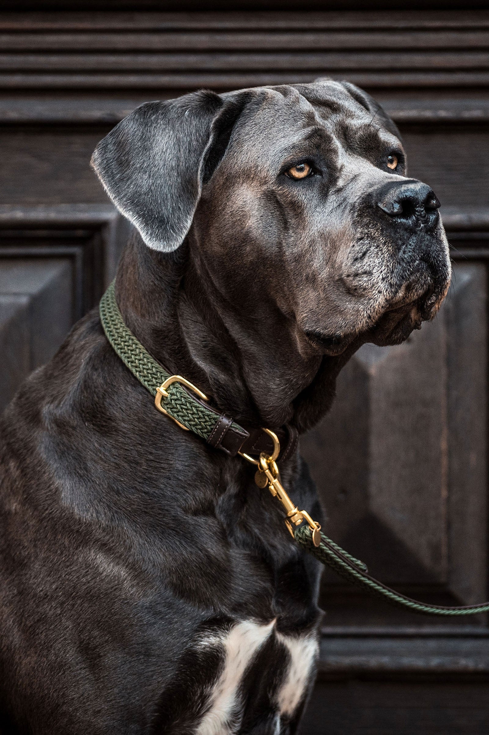 Kentucky Dogwear punottu koiran kaulapanta, nailonia Koiratarvikkeet