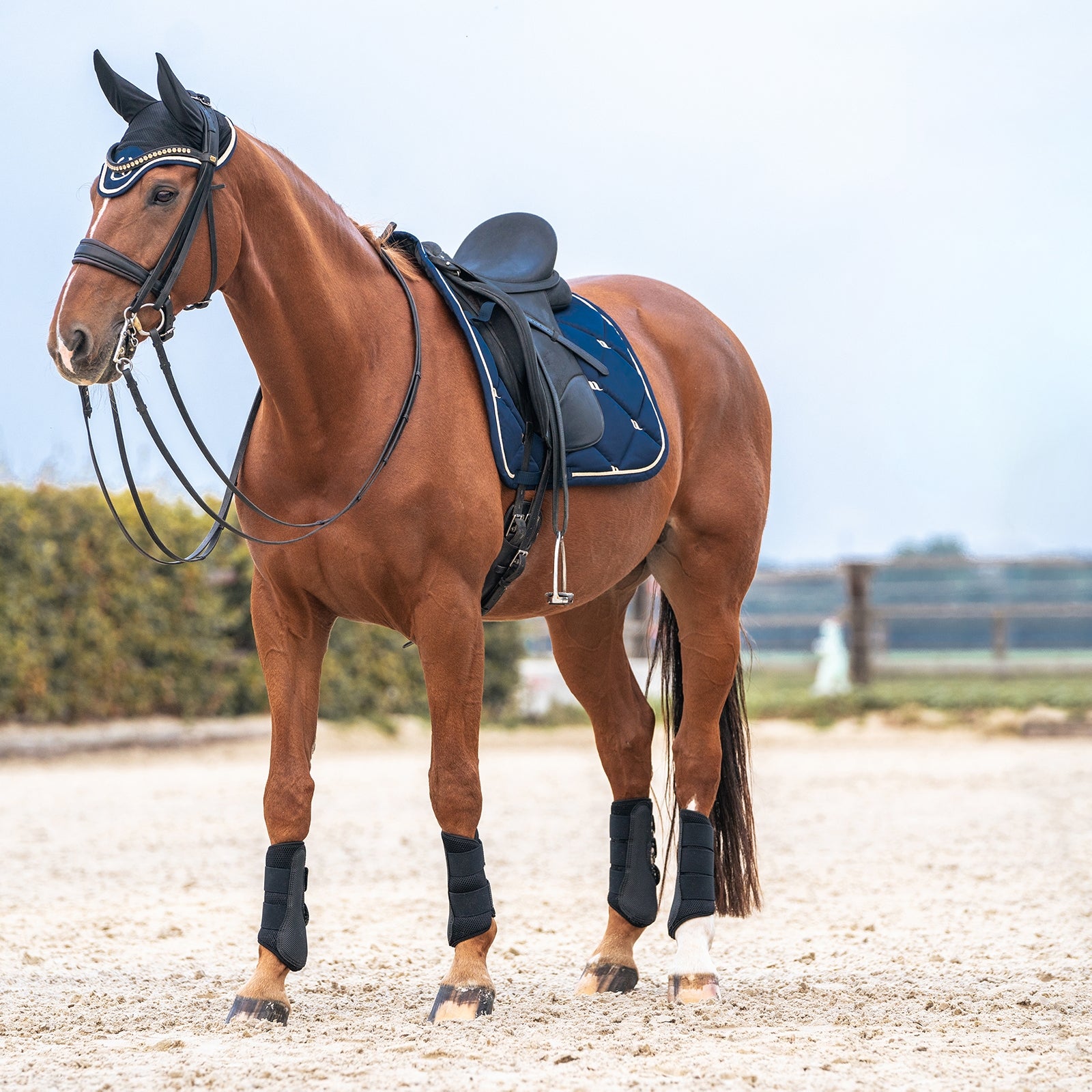 Back on Track Night Collection Dressage Saddle Pad Saddle Pads