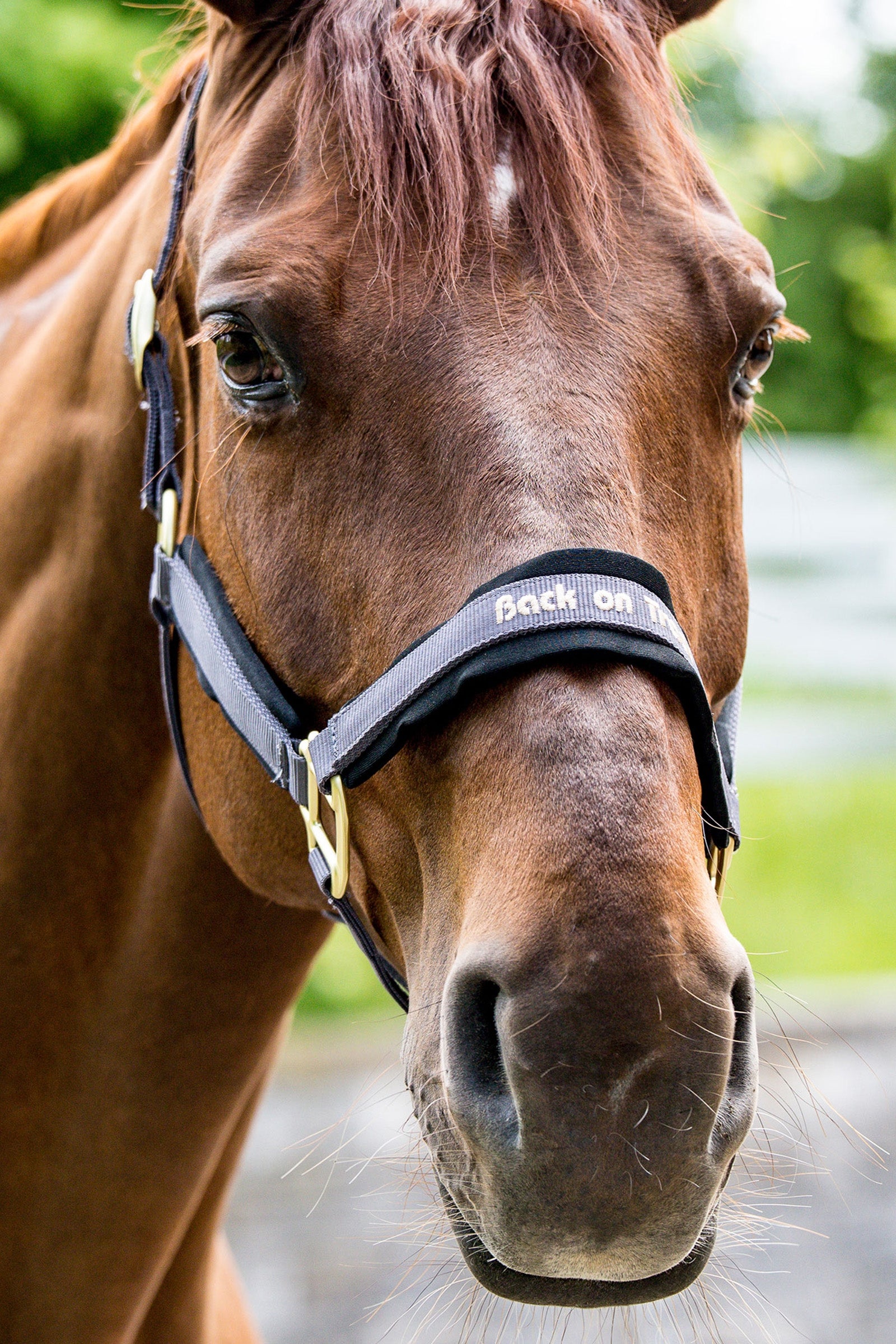 Back on Track Werano Halter Halters & Leads