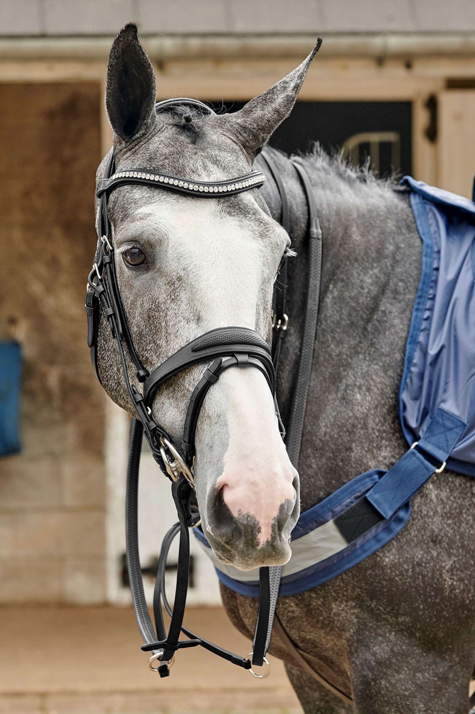 John Whitaker Kimaltavat, rei’itetyt Chicago suitset Suitset & Ohjat