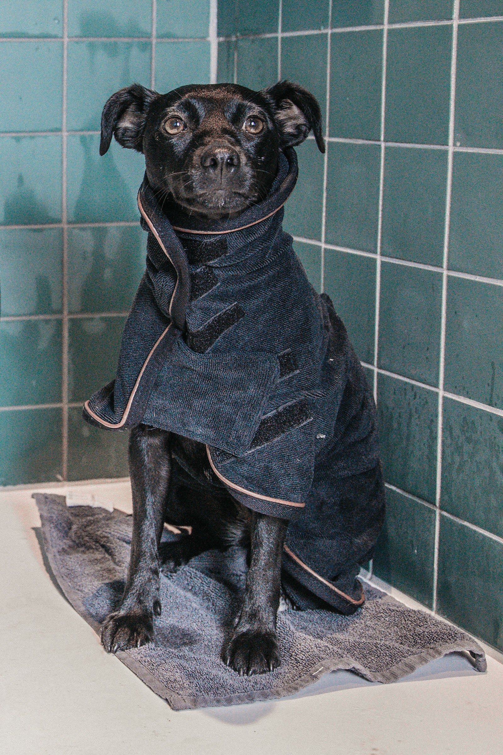 Kentucky Dogwear Dog Coat Towel Dog Accesories