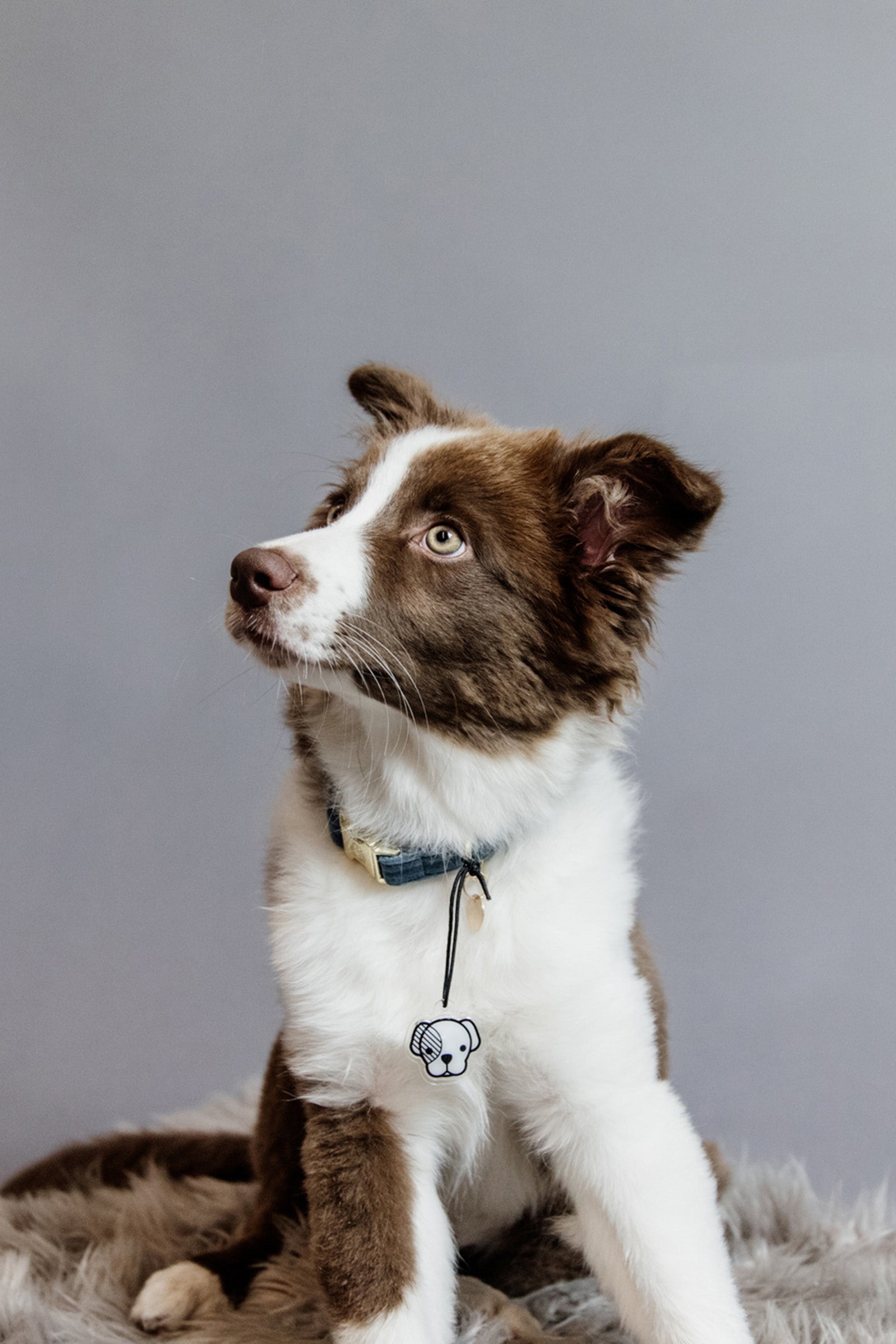 Kentucky Dogwear Dog Collar Velvet -kaulapanta Koiratarvikkeet