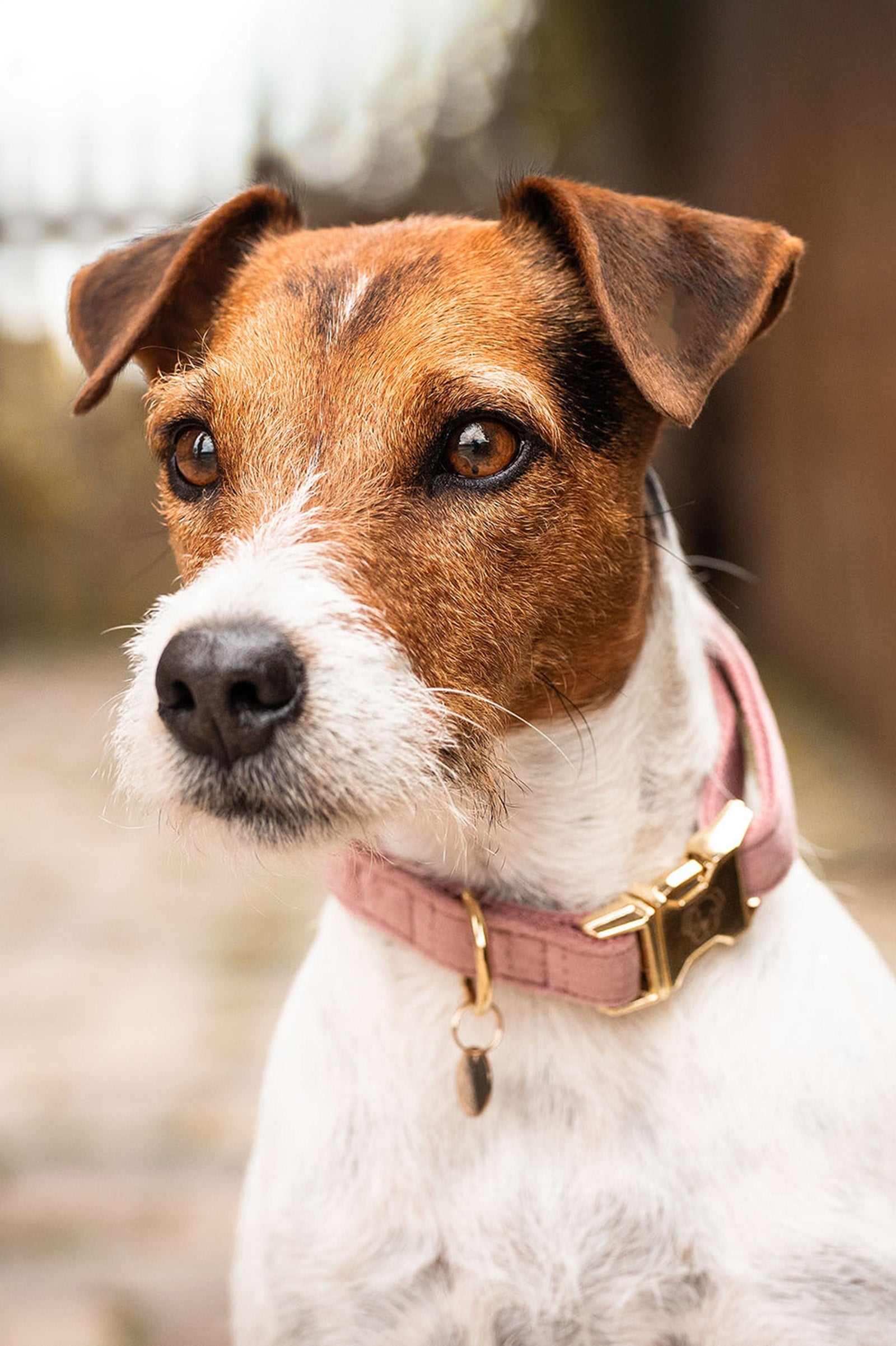 Kentucky Dogwear Dog Collar Velvet -kaulapanta Koiratarvikkeet