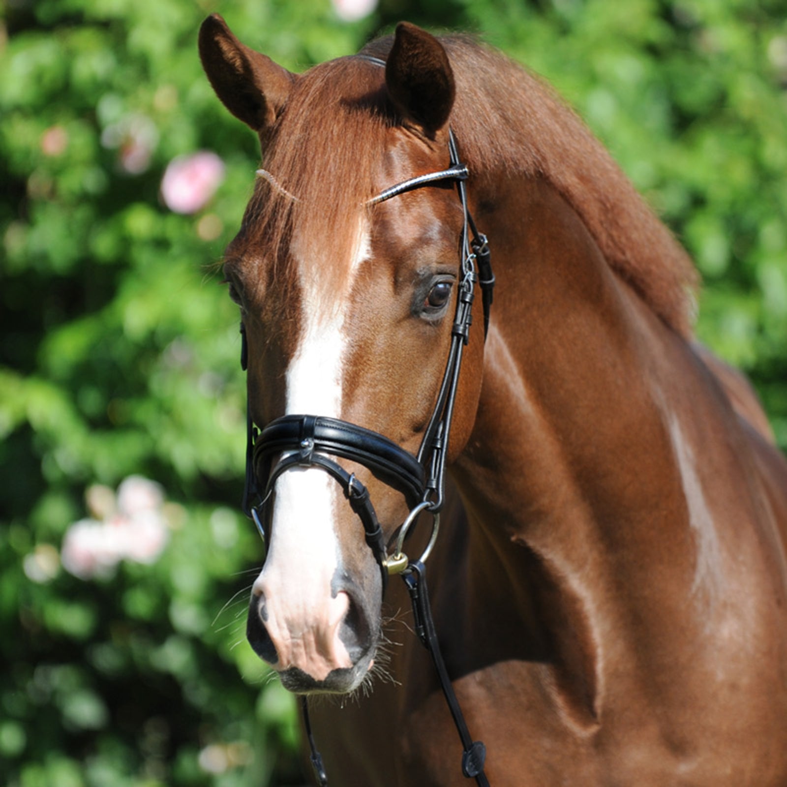 Kavalkade Clinchesse Bridle Suitset & Ohjat