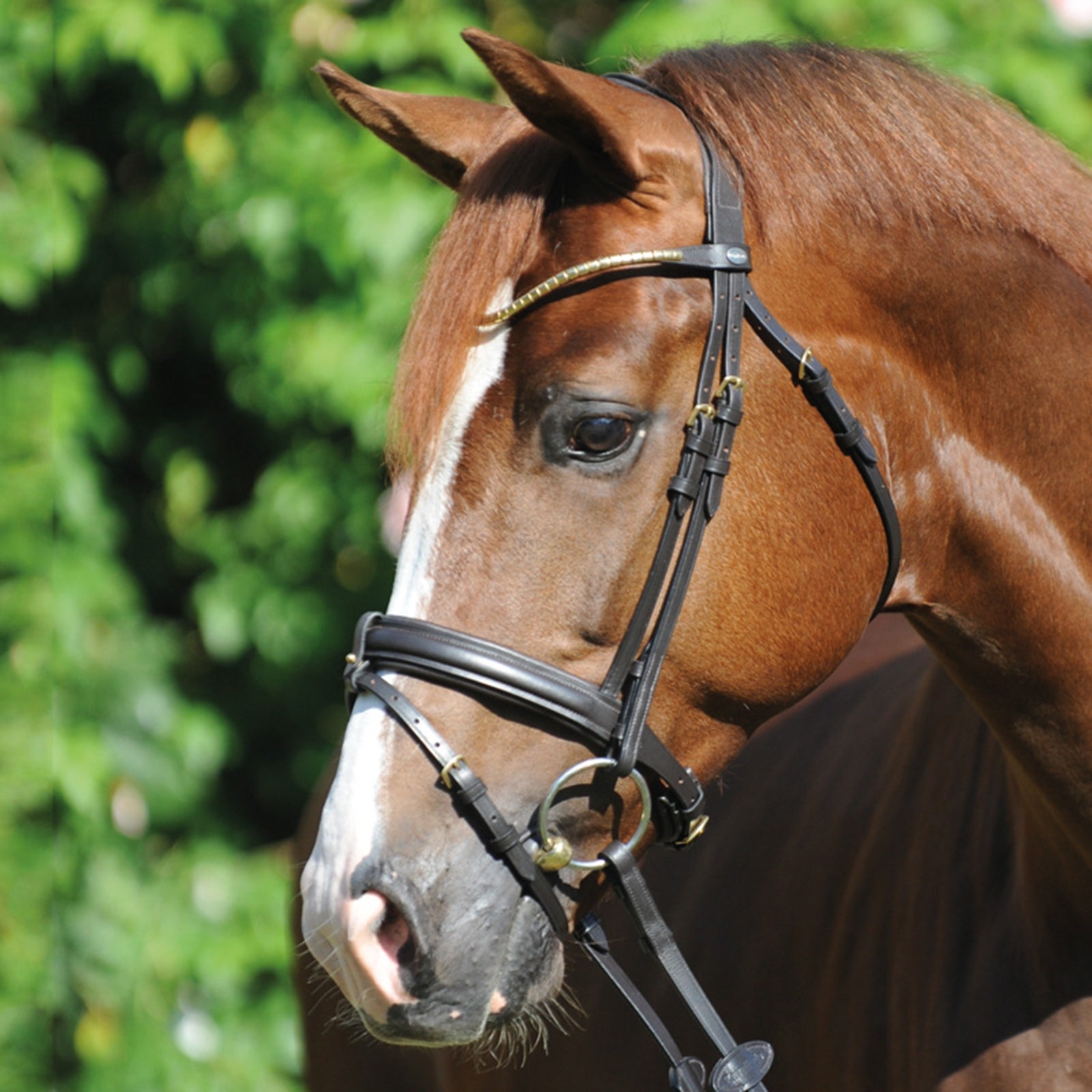Kavalkade Clinchesse Bridle Suitset & Ohjat