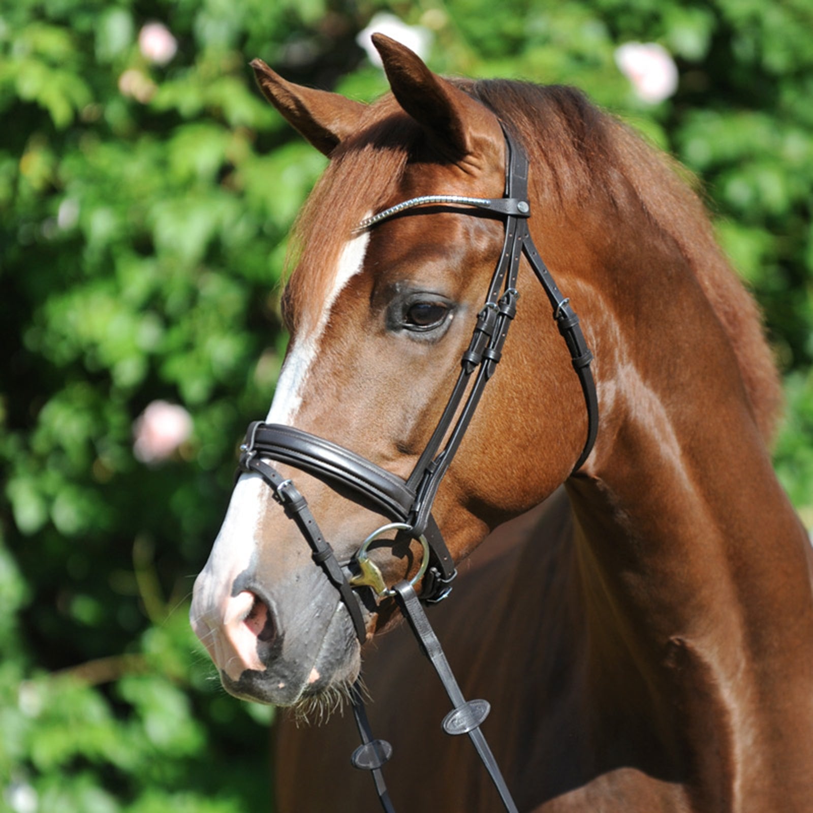 Kavalkade Clinchesse Bridle Suitset & Ohjat