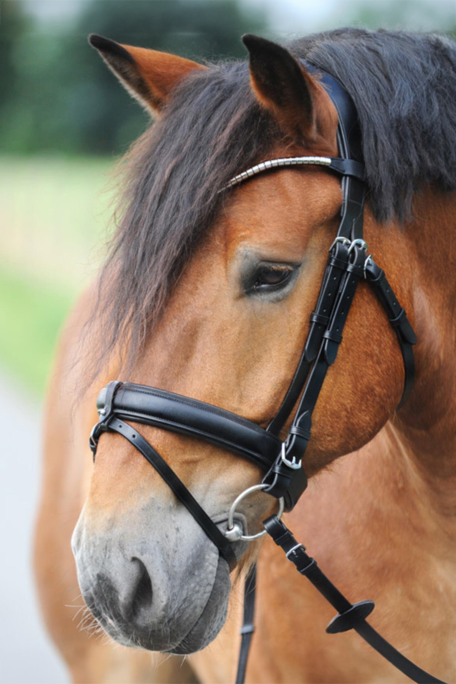 Kavalkade Clinchesse Bridle Suitset & Ohjat