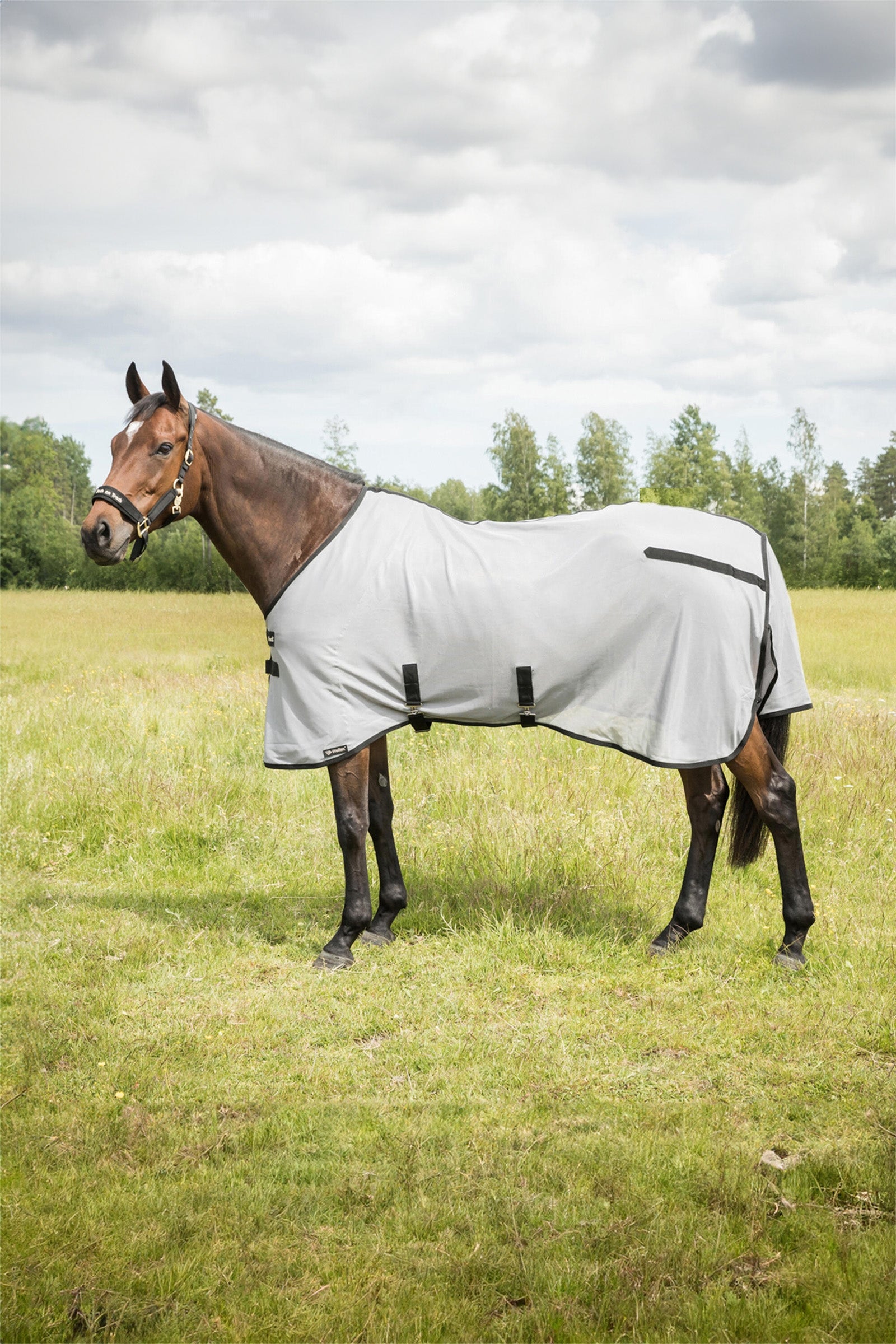Back on Track Butzer Fly Rug without Hood Horse Rugs