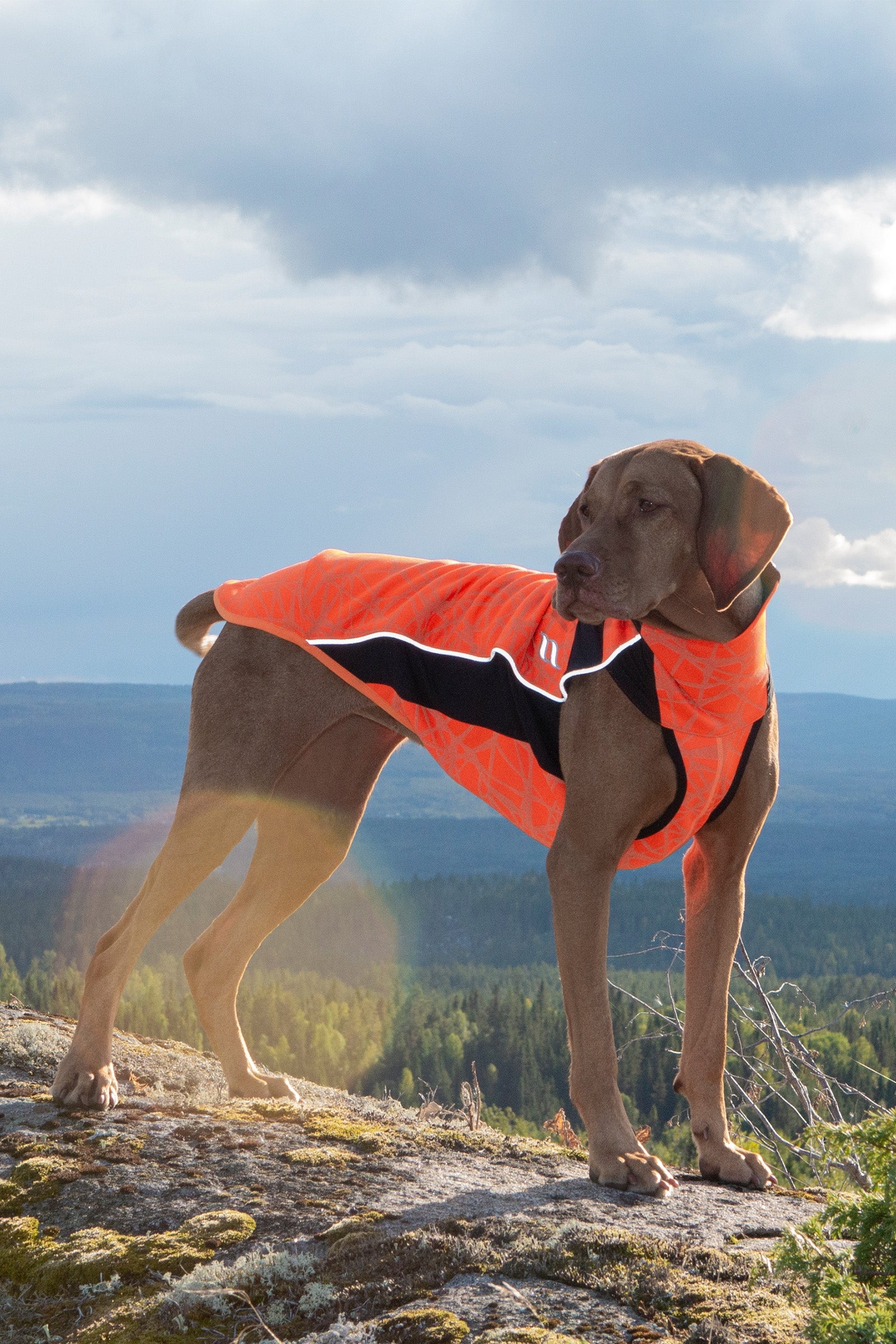 Back on Track Eddie High-Visibility Jumper, 60-70cm Dog Accesories