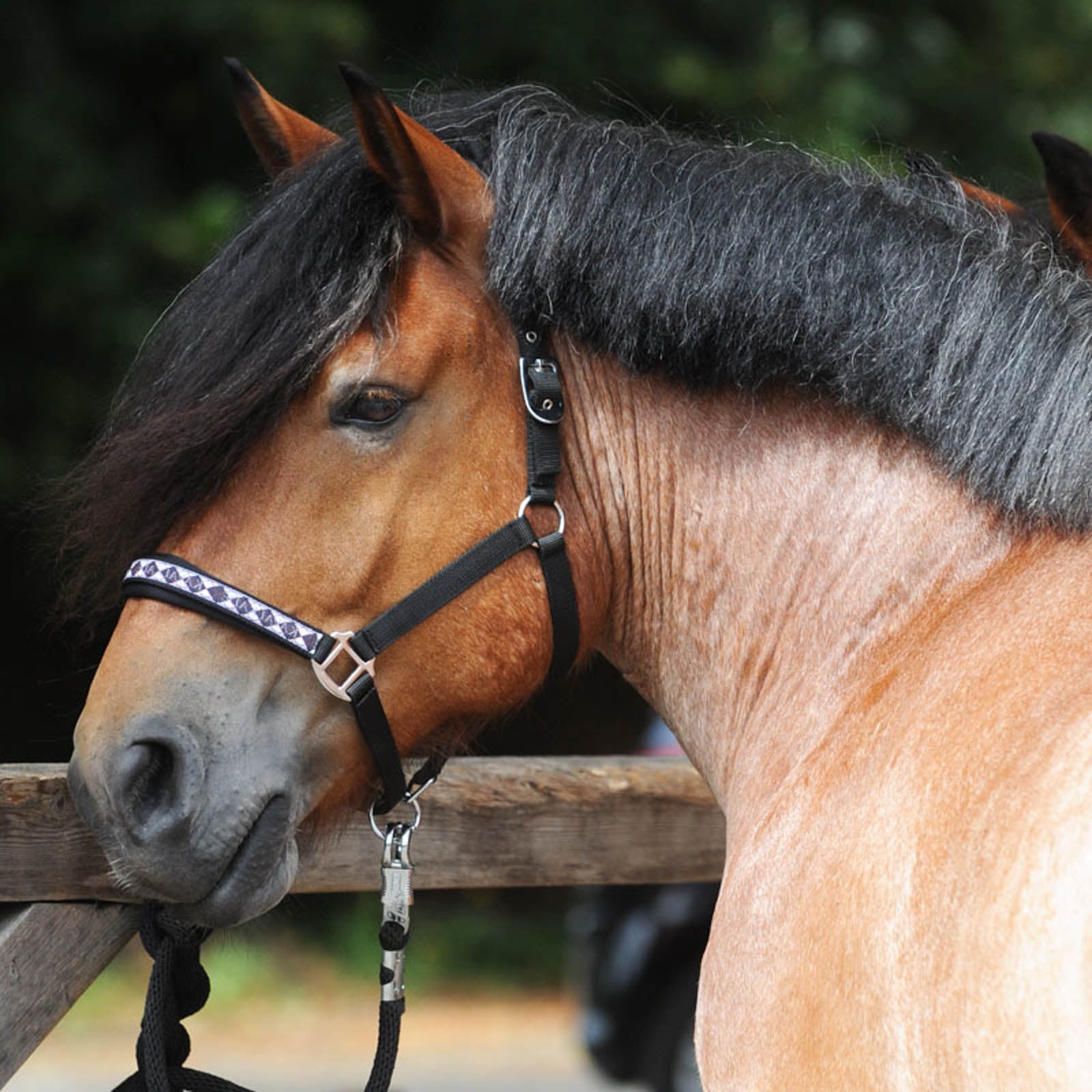 Kavalkade Draft Horse Classic riimu Riimut & riimunnarut
